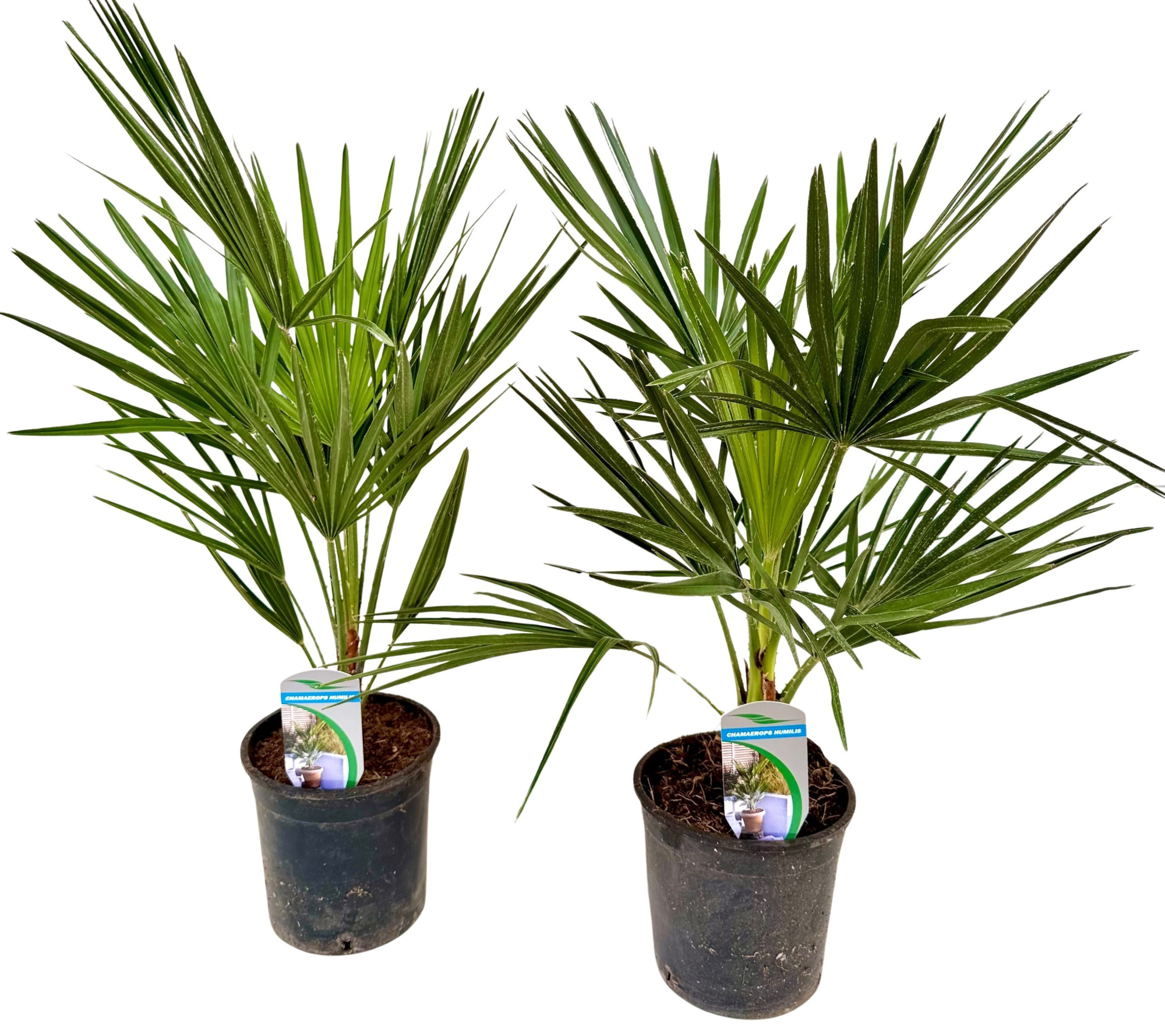 Chamaerops humilis P14, D 14