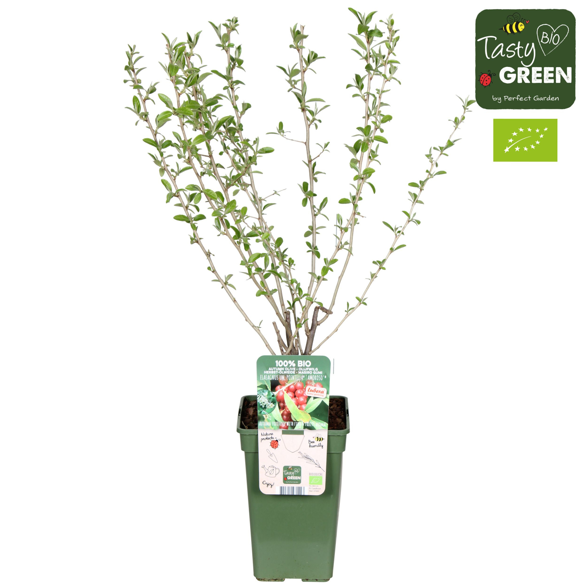 Elaeagnus umbellata Pointilla® 'Amoroso'® Bio P19, D 19