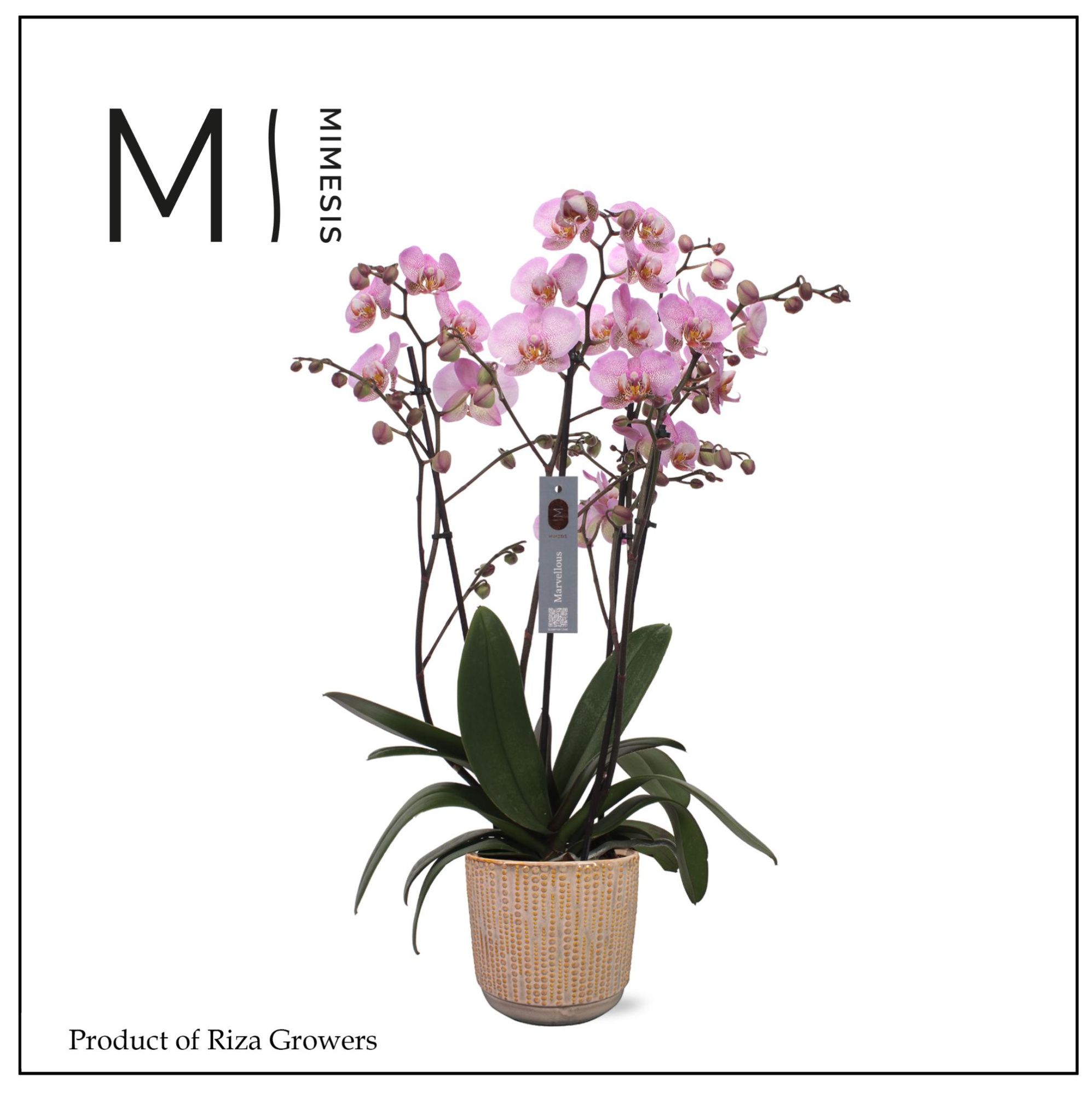 Phalaenopsis Marvellous Pink Special 50+ – 17cm in Cille Old Pink | Mimesis, D 17