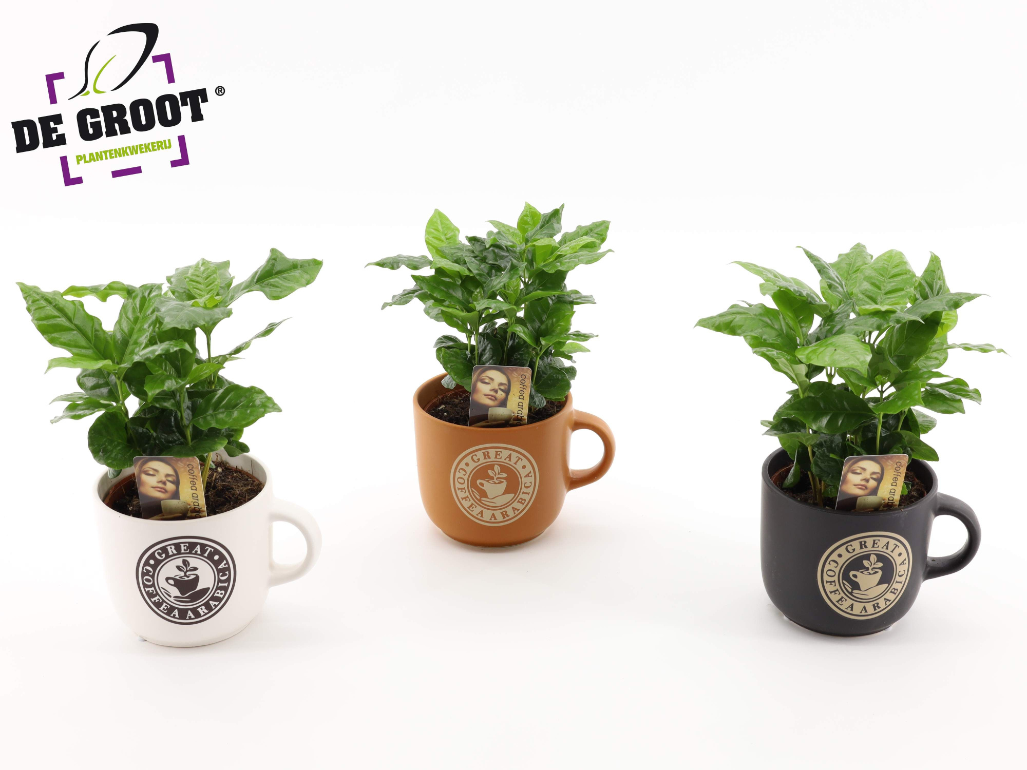 Coffea in koffiemok, D 12