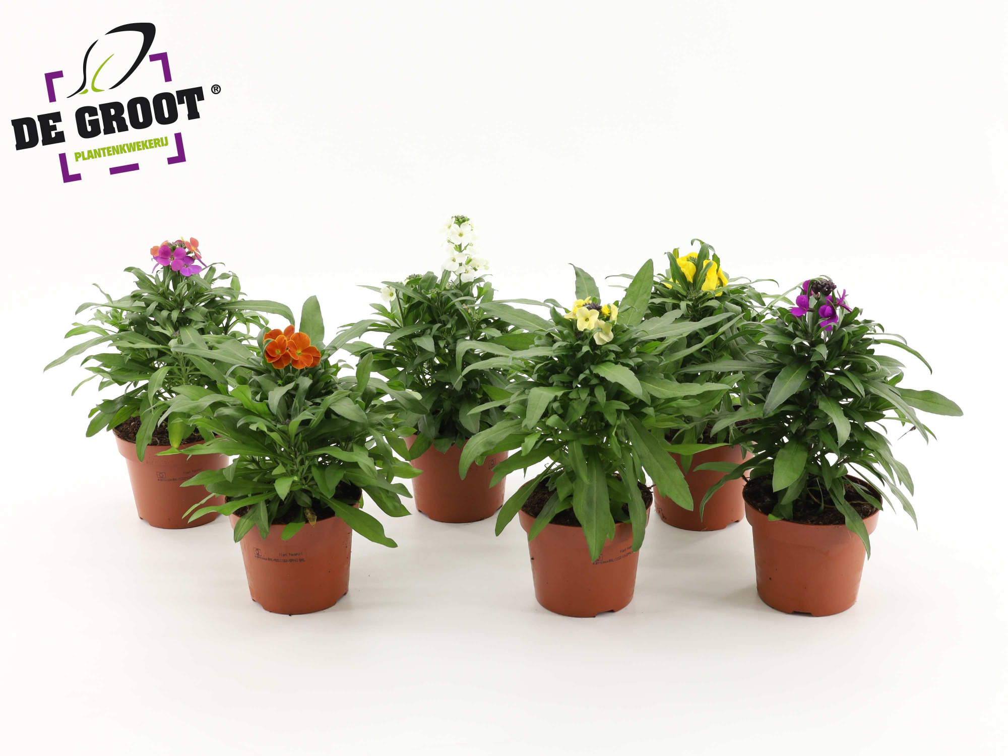 Erysimum mix (Mix per laag/kar), D 12