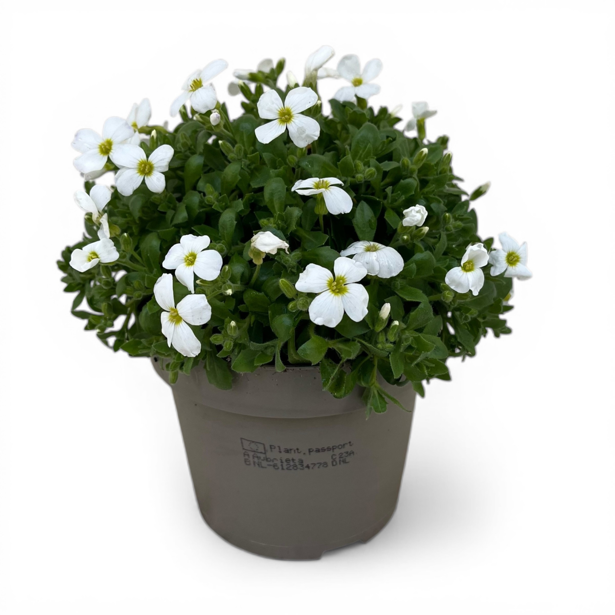 Aubrieta Wit, D 12