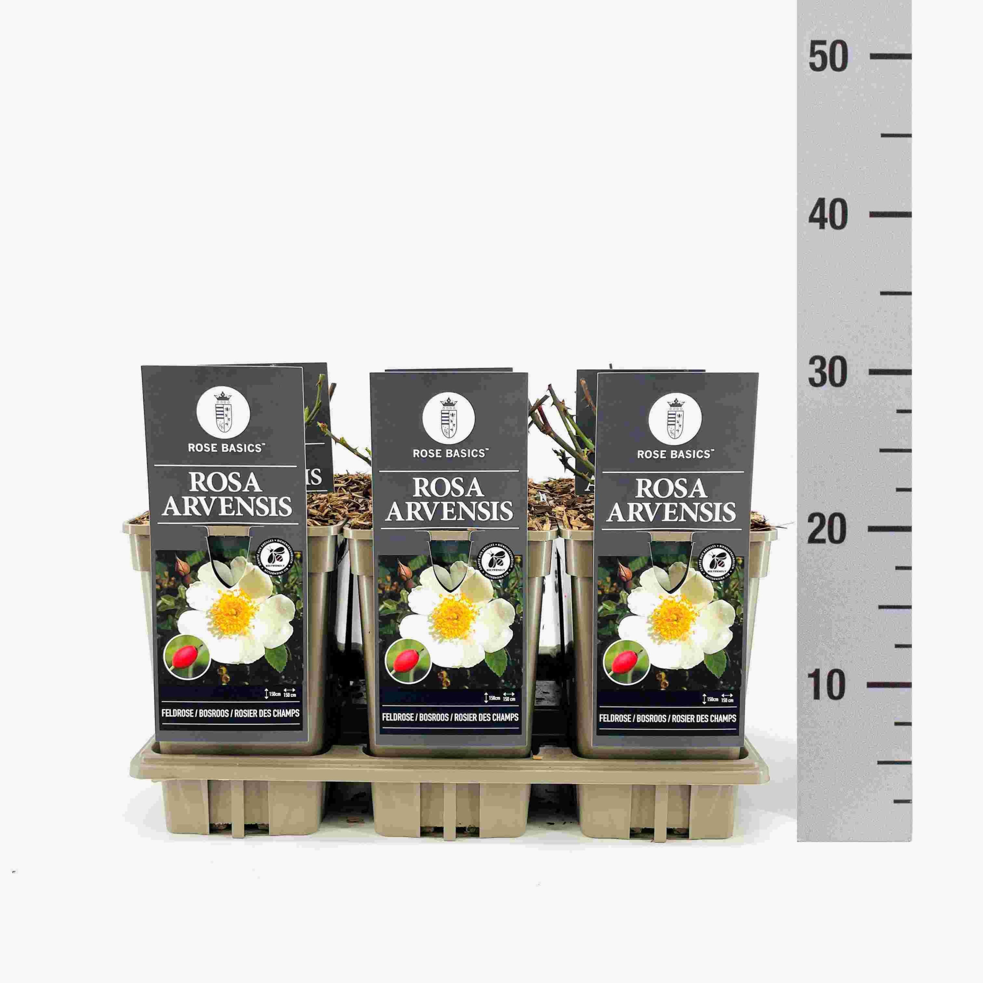 Rosa arvensis, C3, D 17