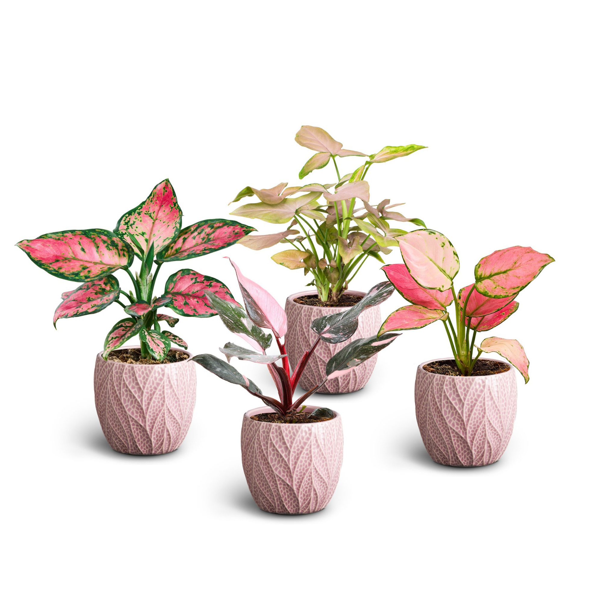 Leaf Rosa, Premium Mix 10 cm, D 10