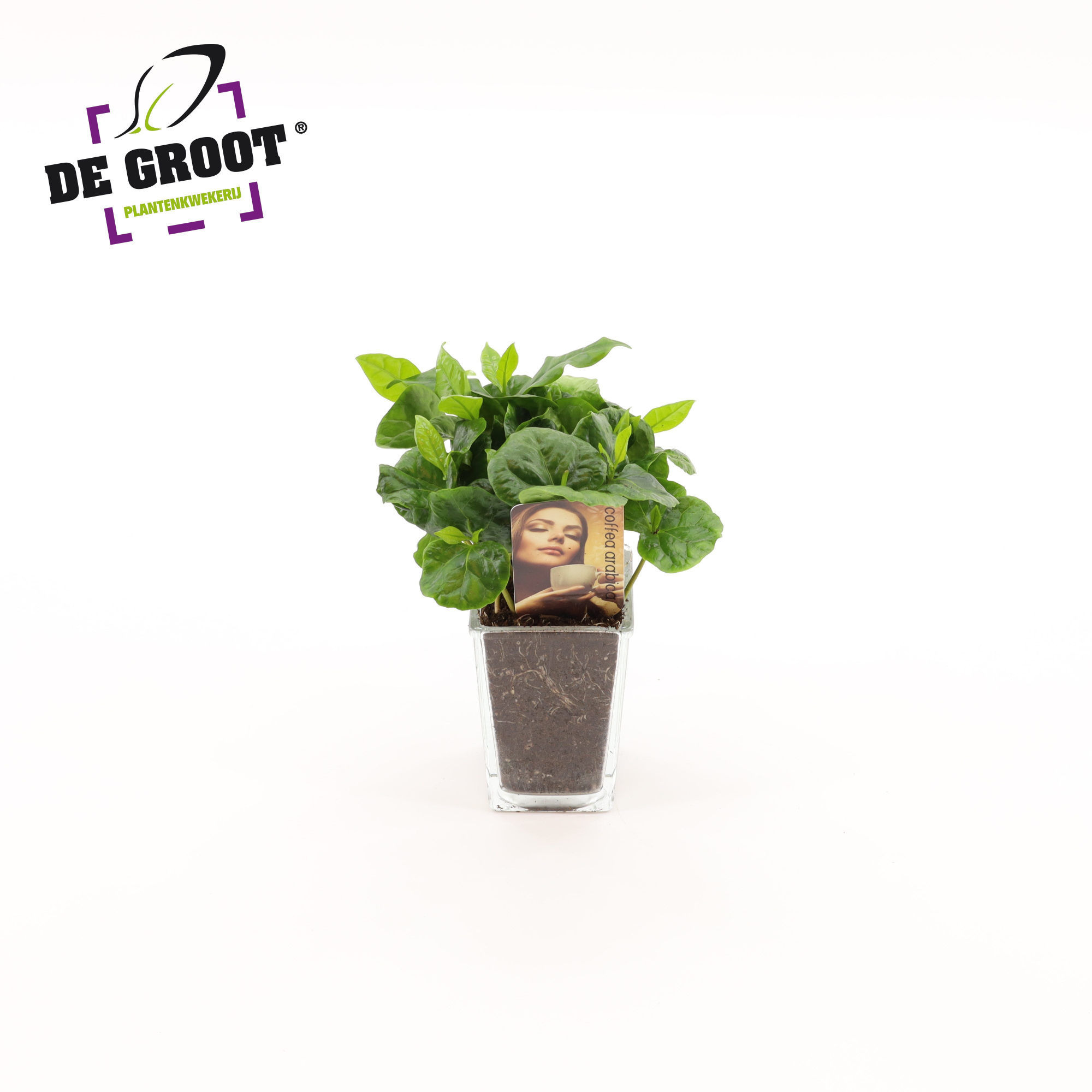 Coffea in accubakje, D 9