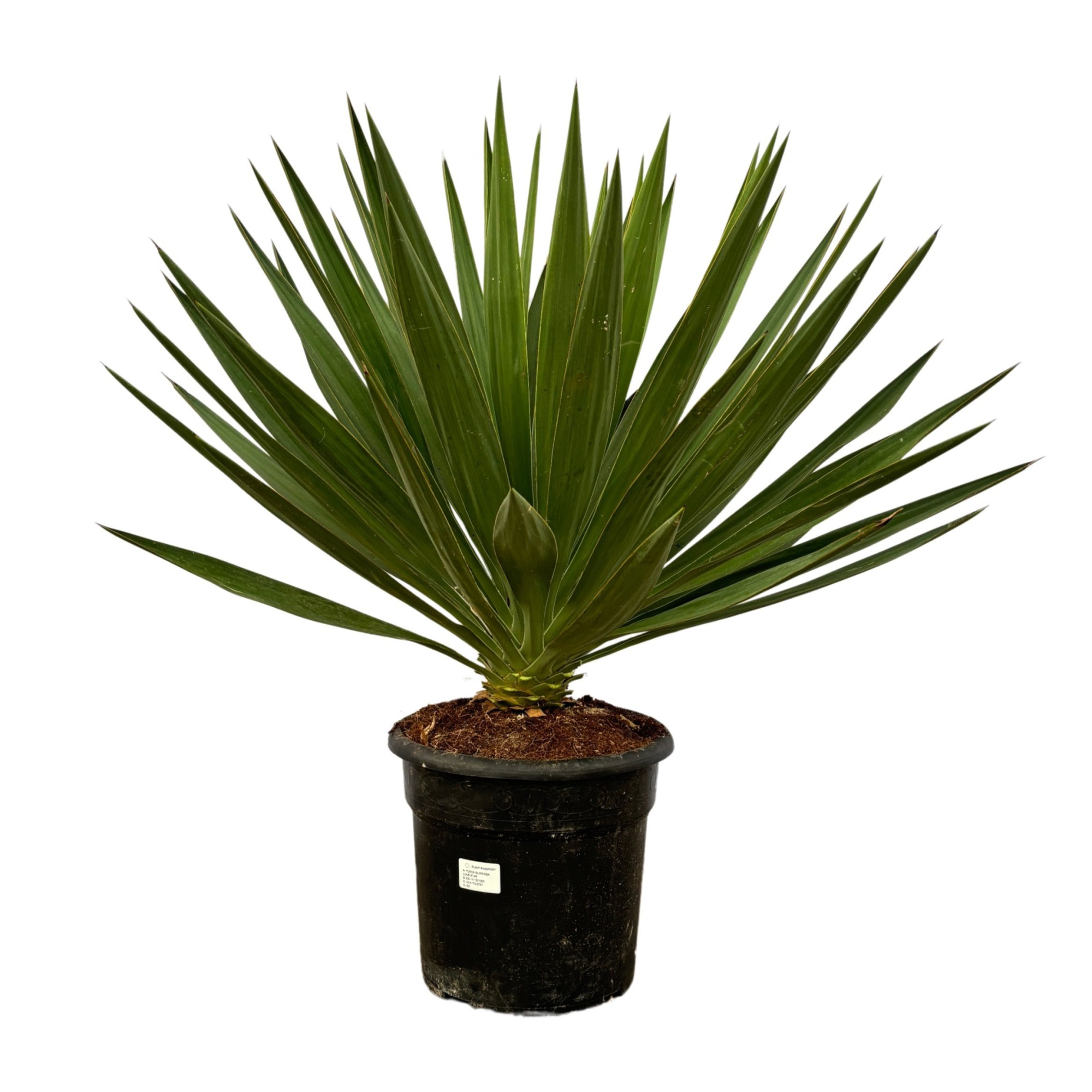 Yucca Gloriosa, D 30