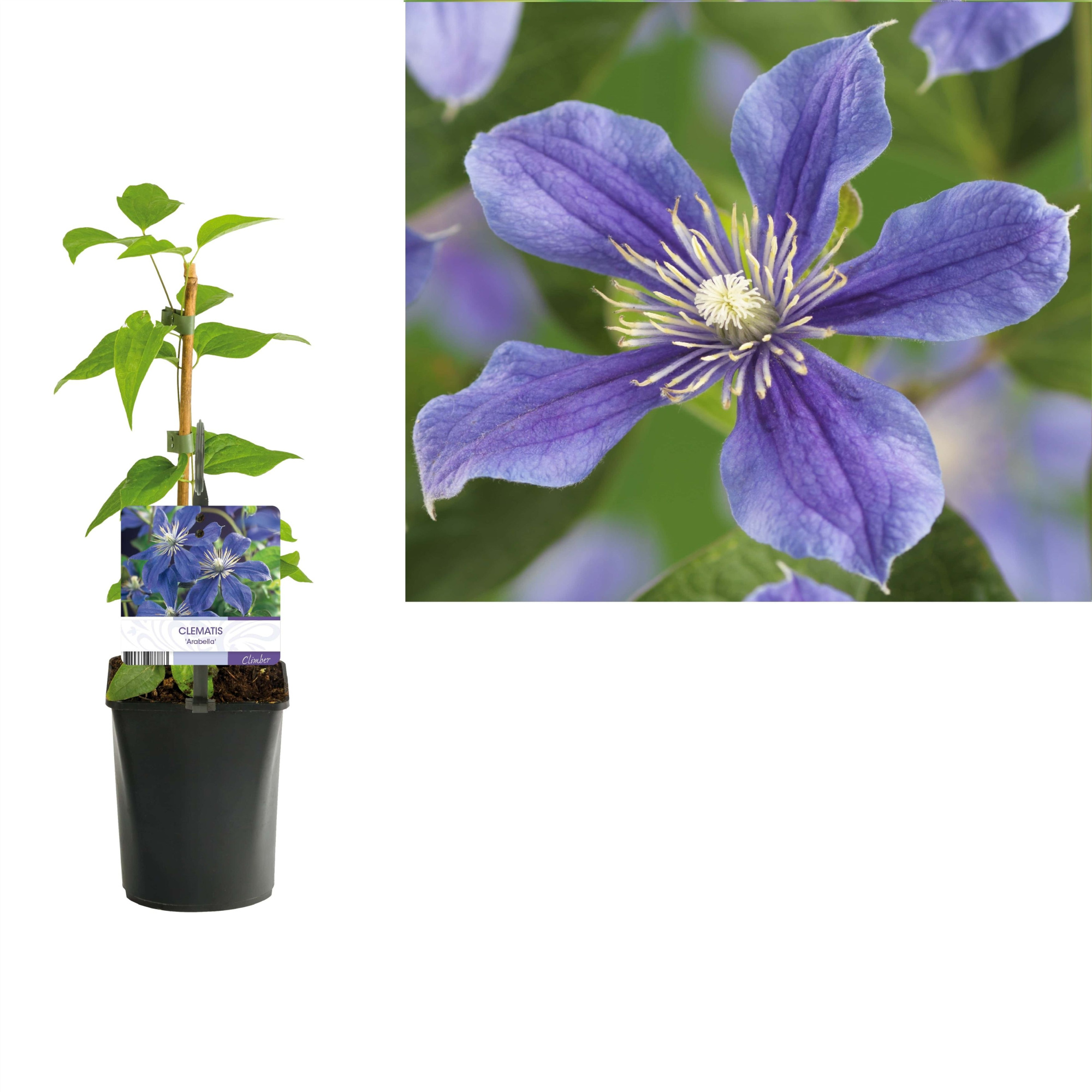 Clematis 'Arabella' +light label, D 11