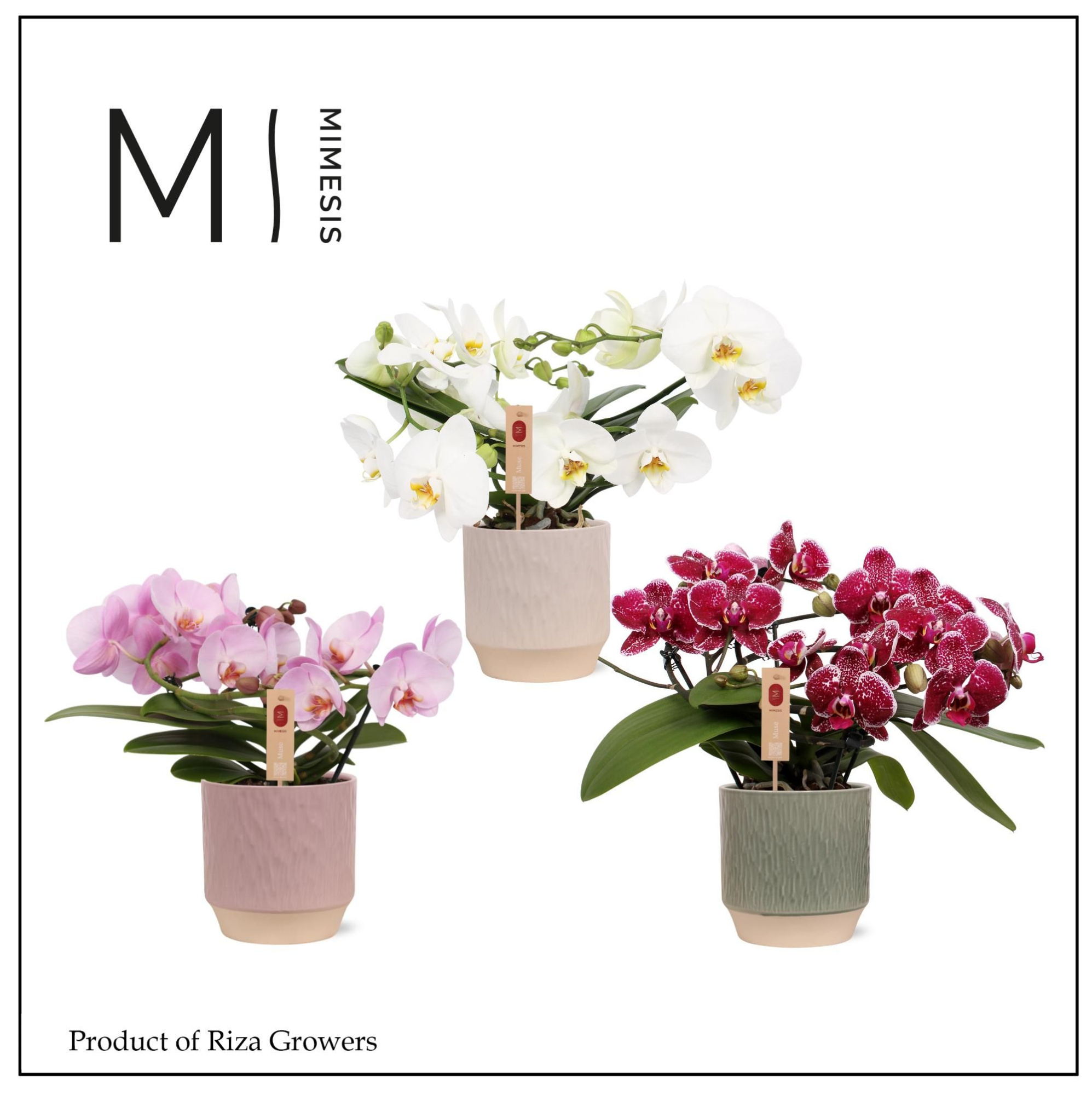Phalaenopsis Muse Mix 25+ – 12cm in Luna | Mimesis, D 12