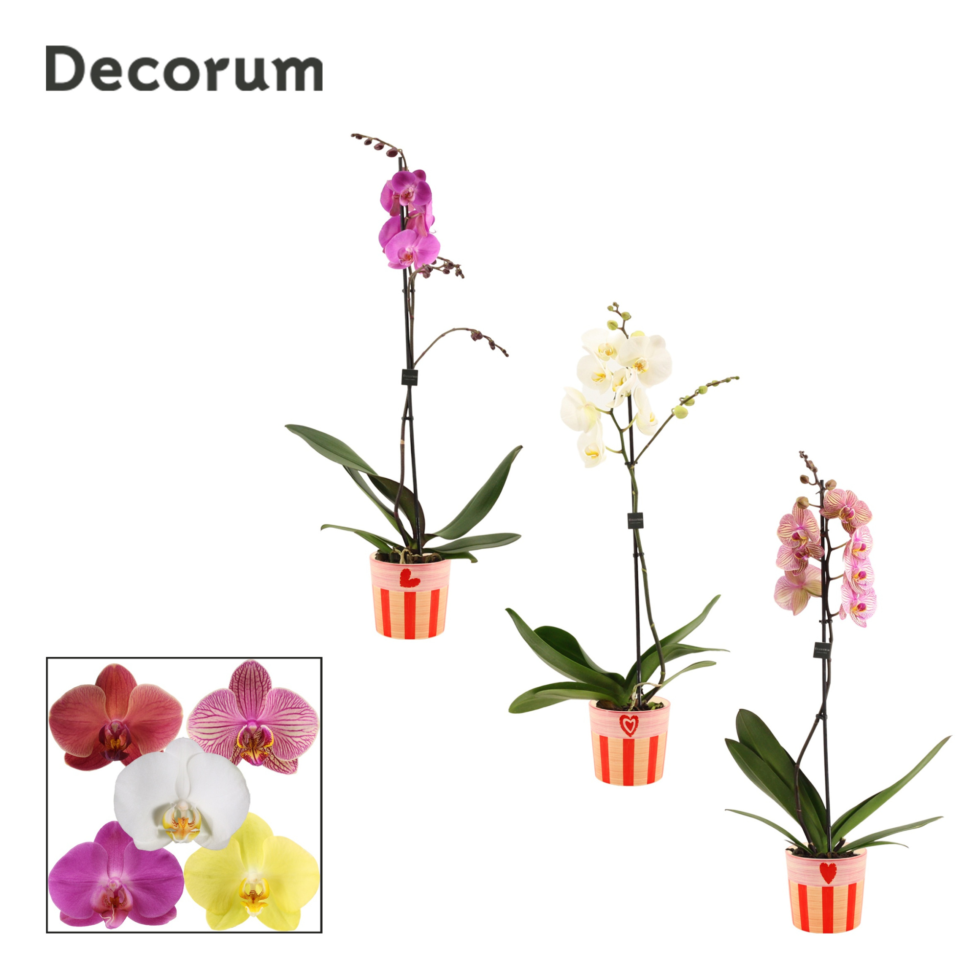 Phalaenopsis 1 tak 9+ mix in Romée (Sympathetic moods-collection, D 12