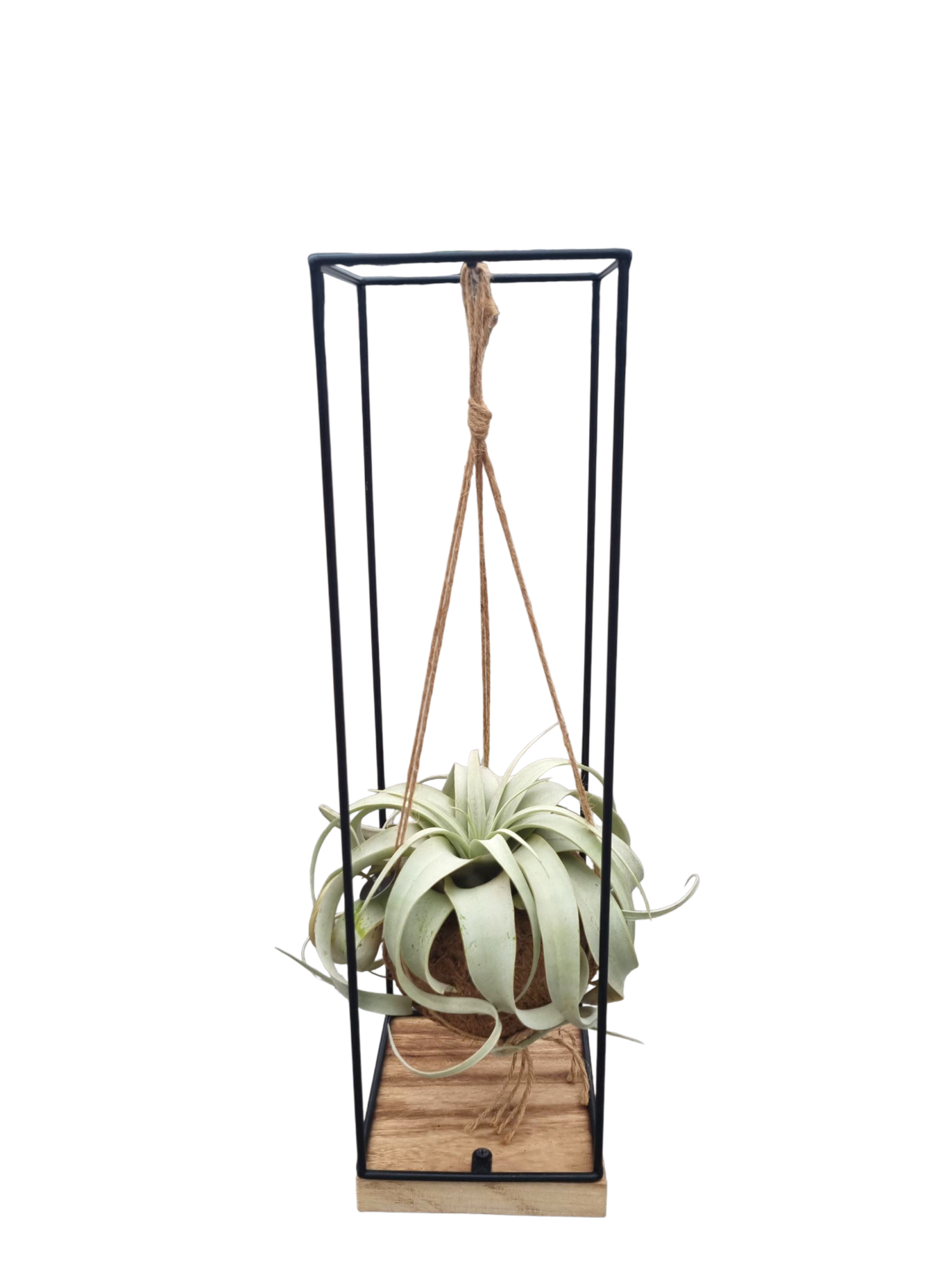 Tillandsia xerographica Kokodama hanger XL, D 15