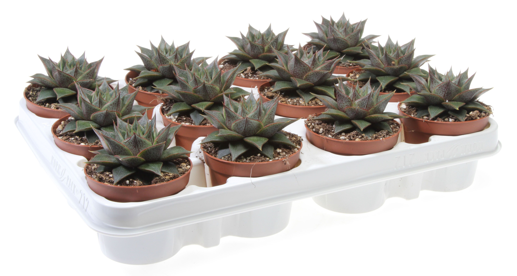 Echeveria gilva, D 8,5