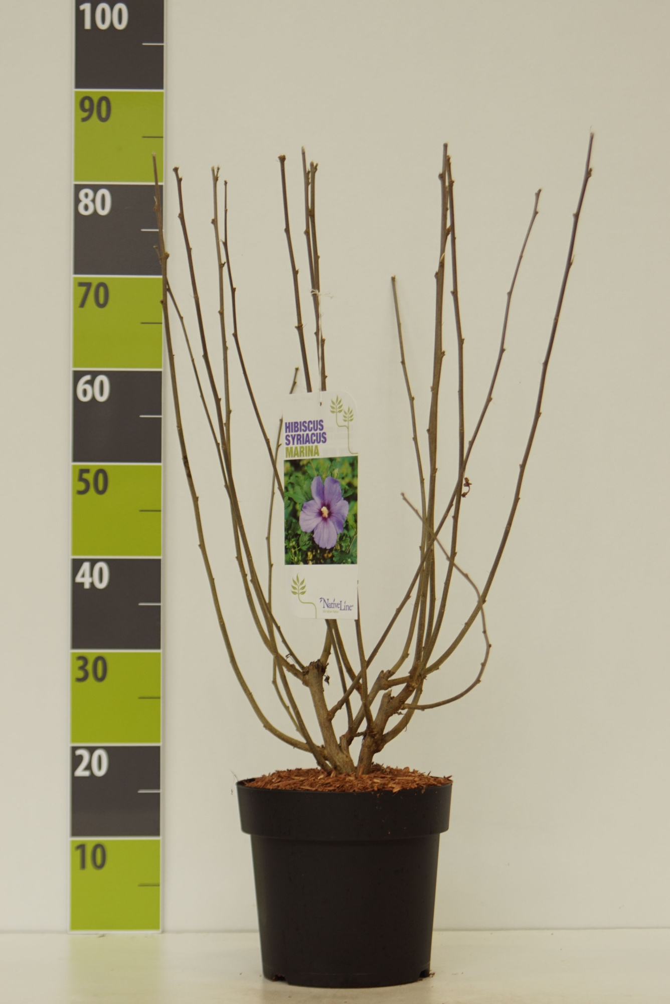 Hibiscus syr. 'Marina' C 4,6, D 23