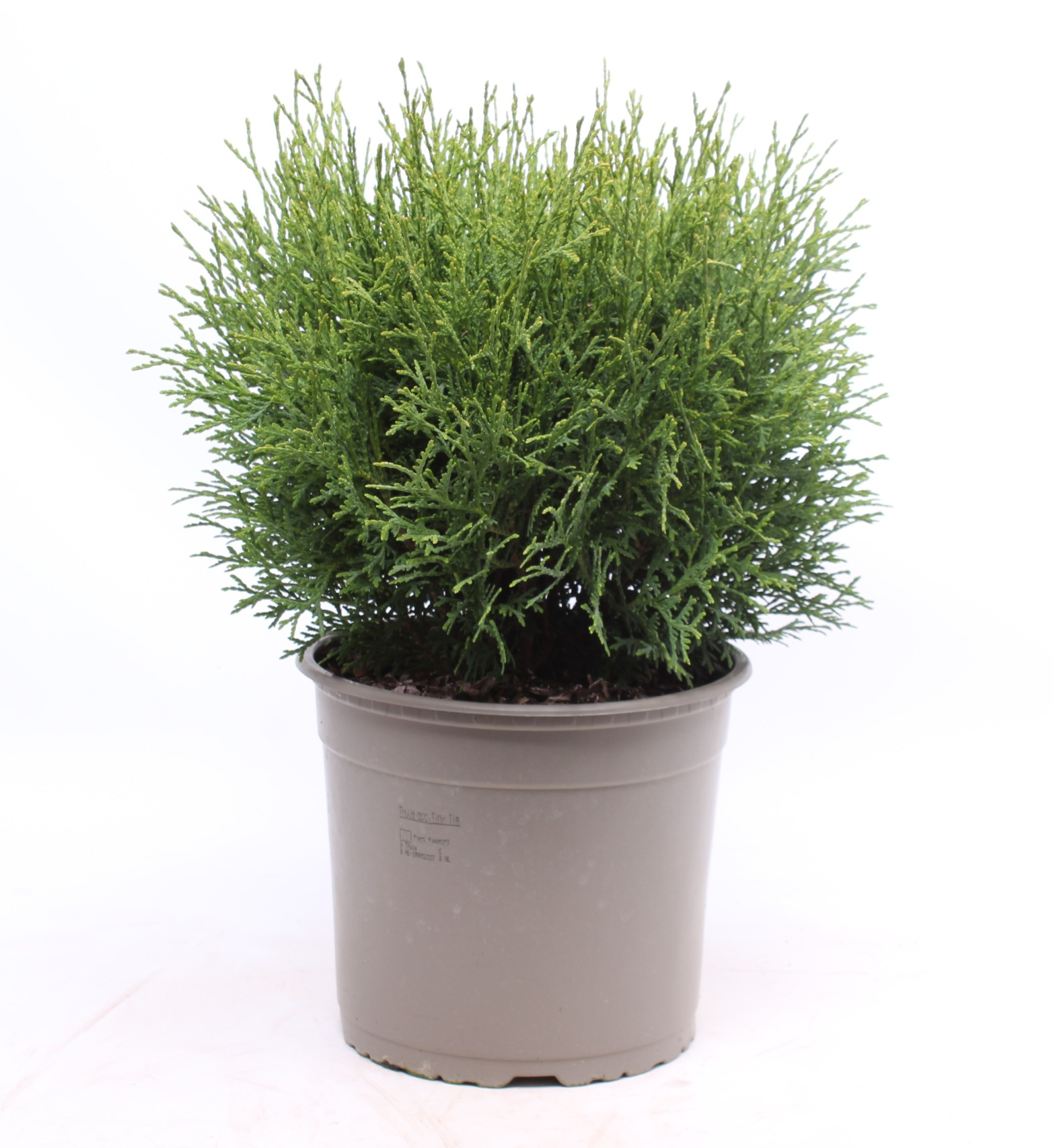 Thuja occidentalis 'Tiny Tim', D 23
