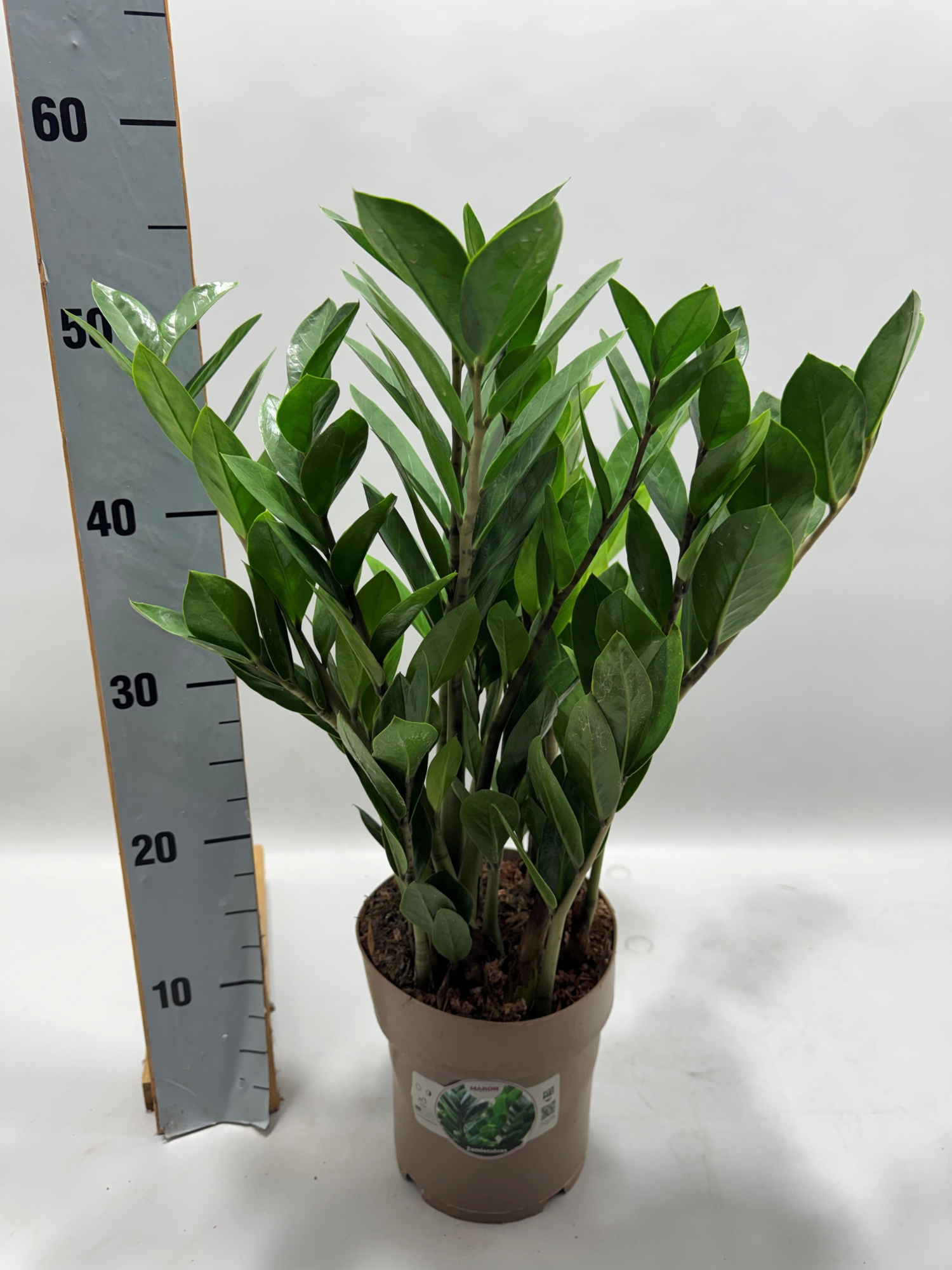 Zamioculcas P17 55cm 10+ veren, D 17