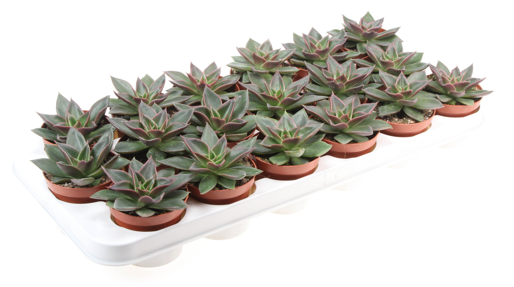 Echeveria Mexicana, D 8,5