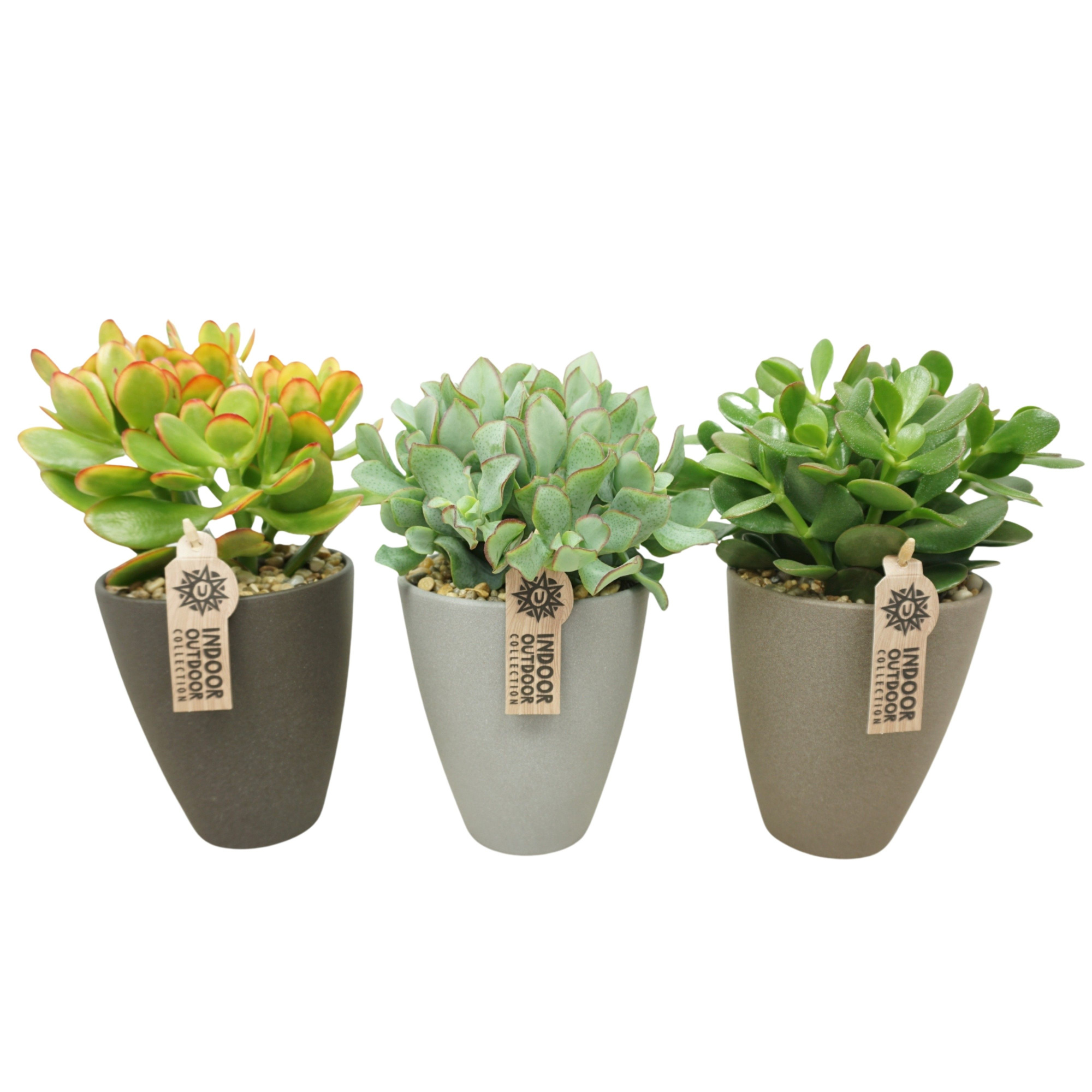 Crassula mix in 13 cm hoge vaaspot met grind (3 assorti), D 13