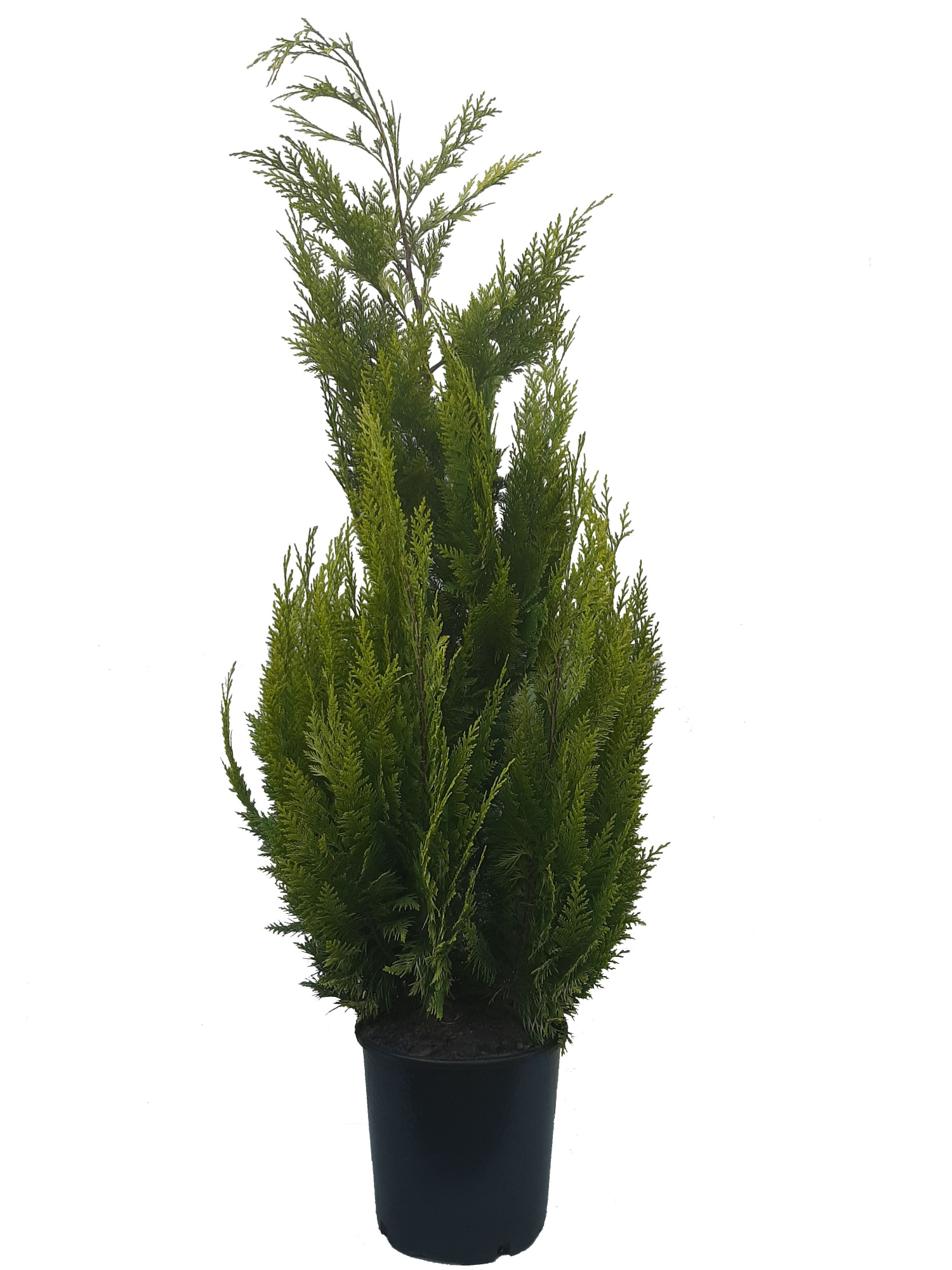 Chamaecyparis law. Ivonne, plantmaat 100-120 cm - Rondgestoken -, D 24
