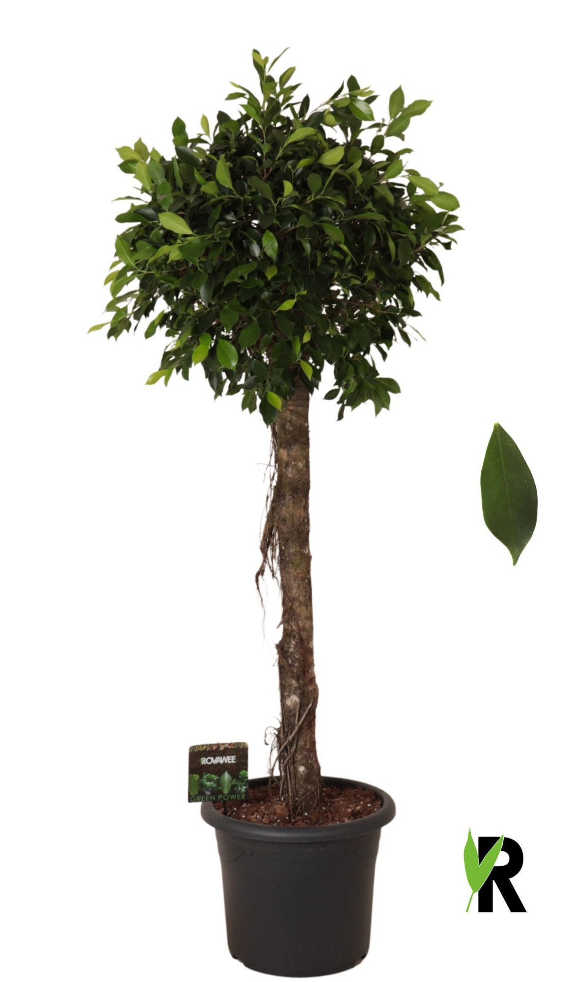 Ficus micr. Nitida op stam, D 40