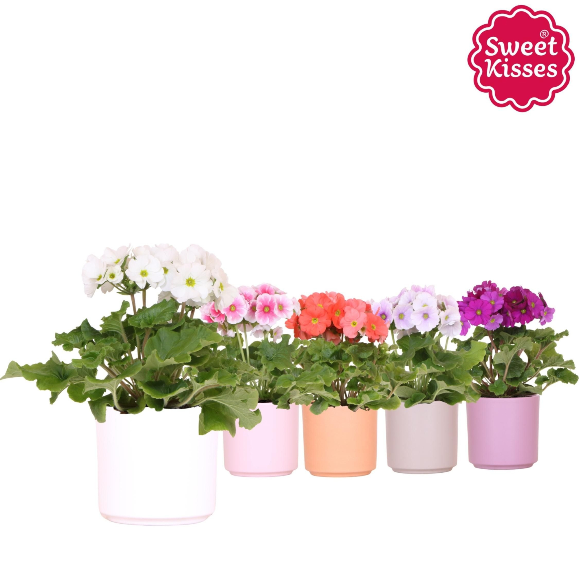 Primula Obconica Sweet Kisses mix in Simplicity pot mix, D 12
