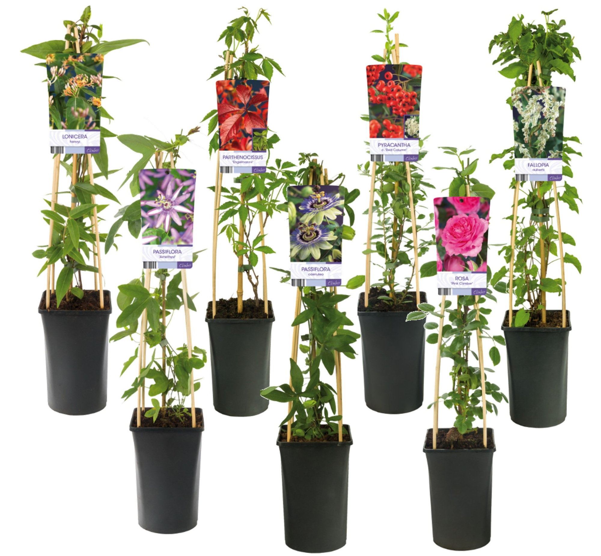 Mixtray Climbers +light label, D 17