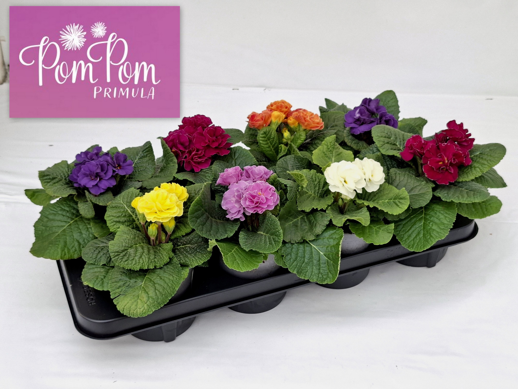 Primula acaulis 'PomPom', D 12