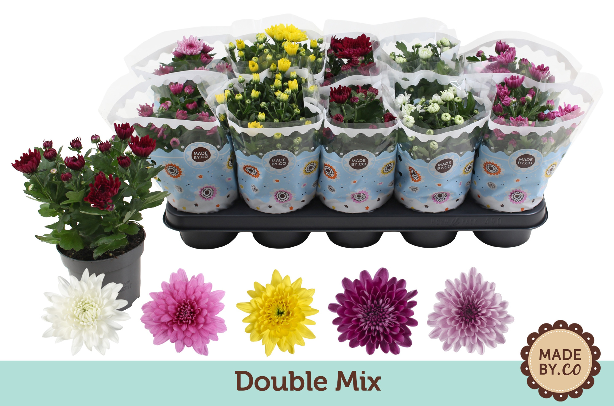 Chrysant Double Mix, D 12