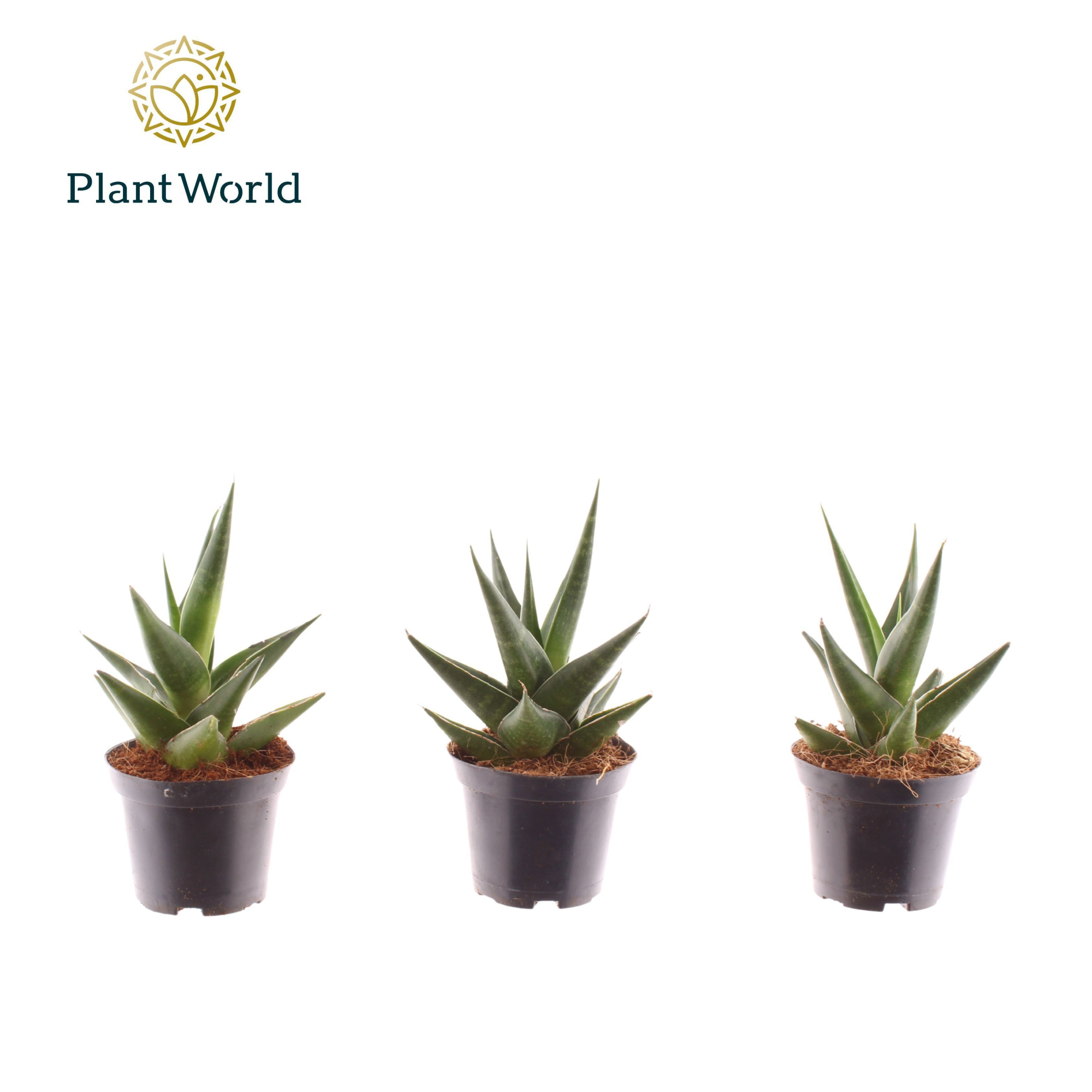 Sansevieria Maik 7 cm, D 7