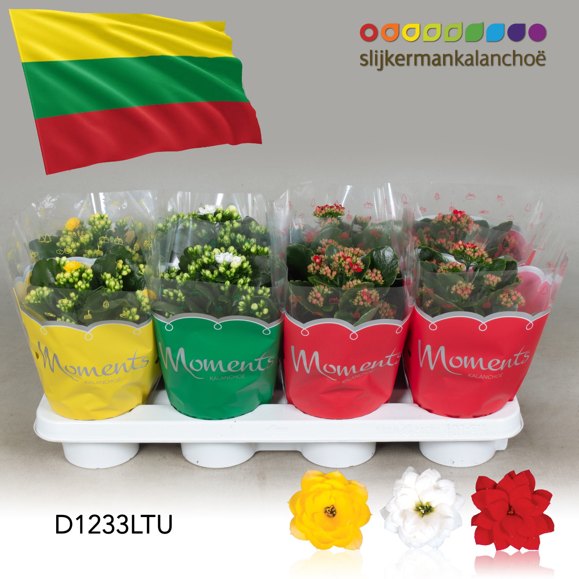 Kalanchoe Moments - Lithuania flag, D 12