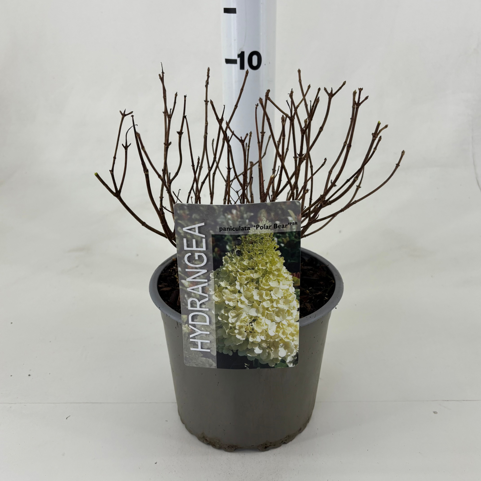 Hydrangea pan. 'Polar Bear' ®, D 19