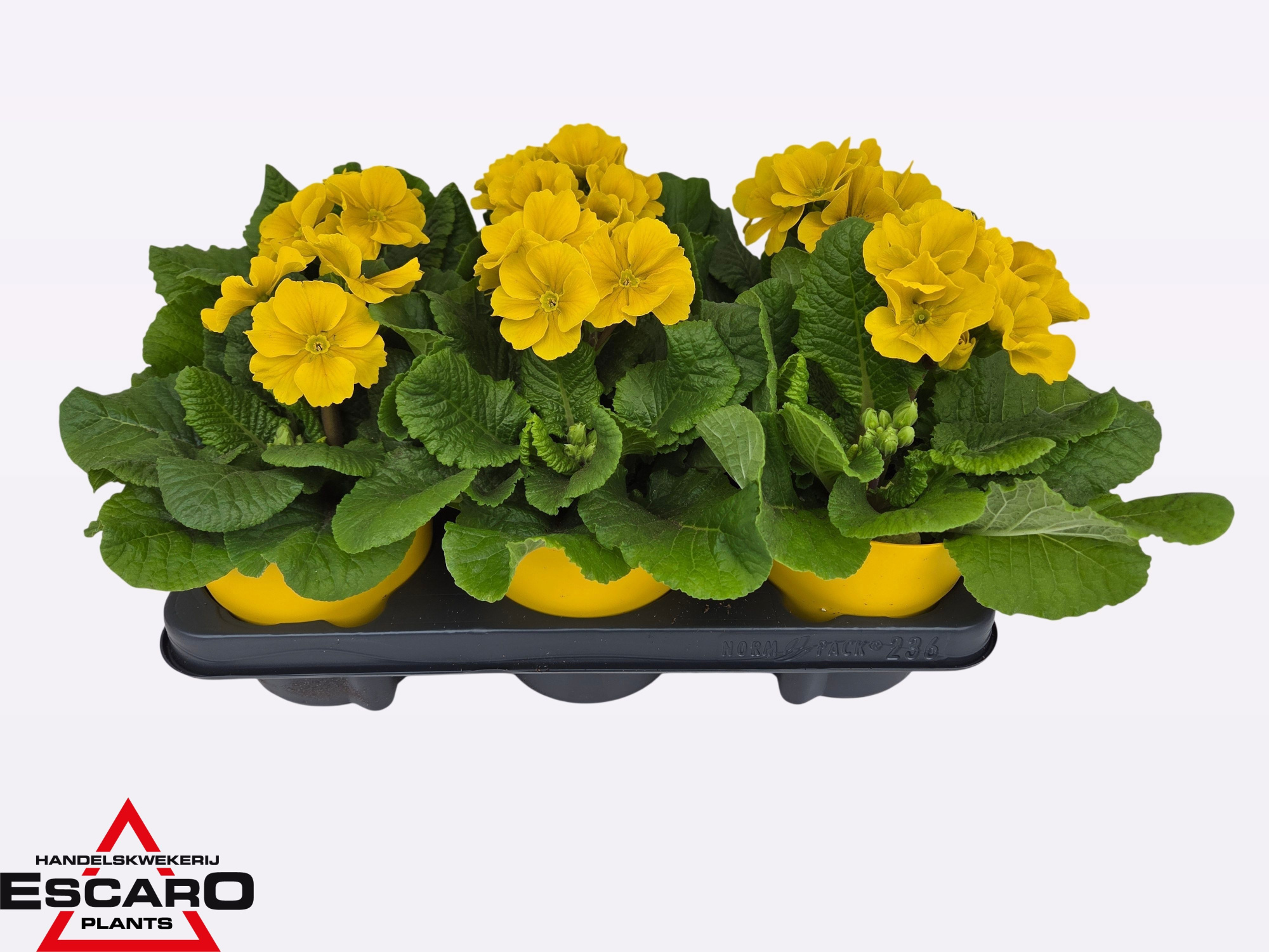 Primula elatior yellow ton sur ton, D 12,5