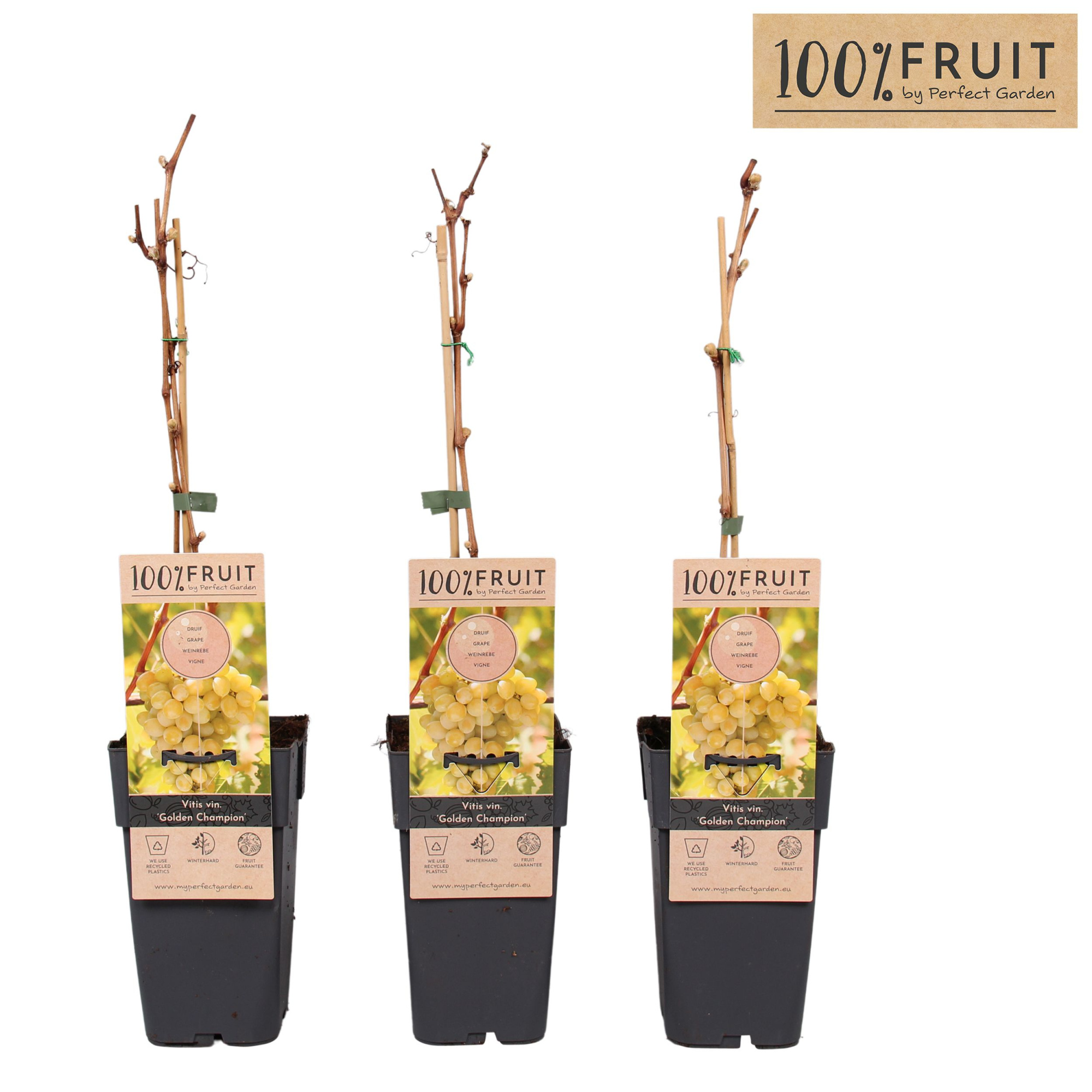 Vitis Golden Champion P15, D 15