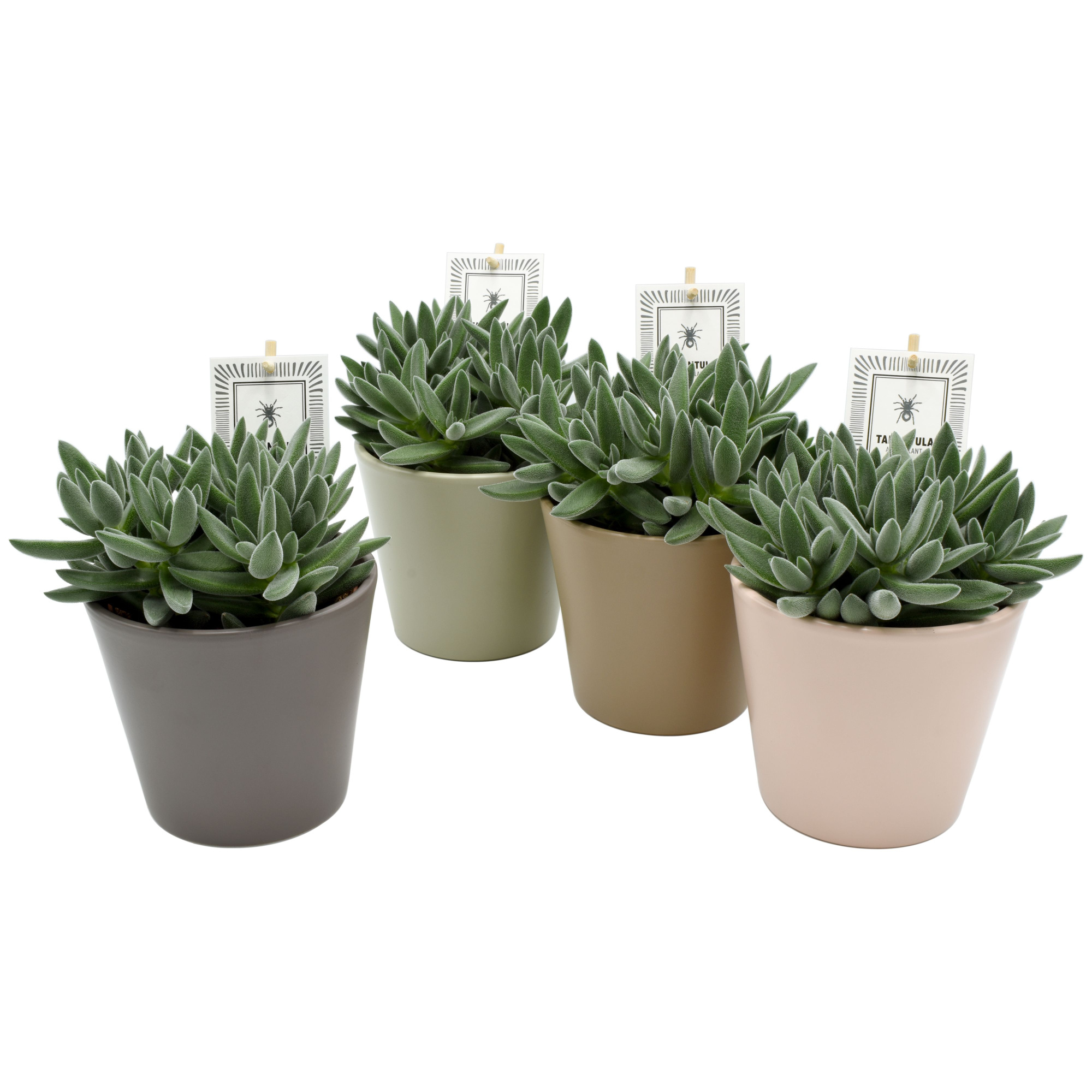 Tarantula® in Amanda Amigo mix ceramics, D 13