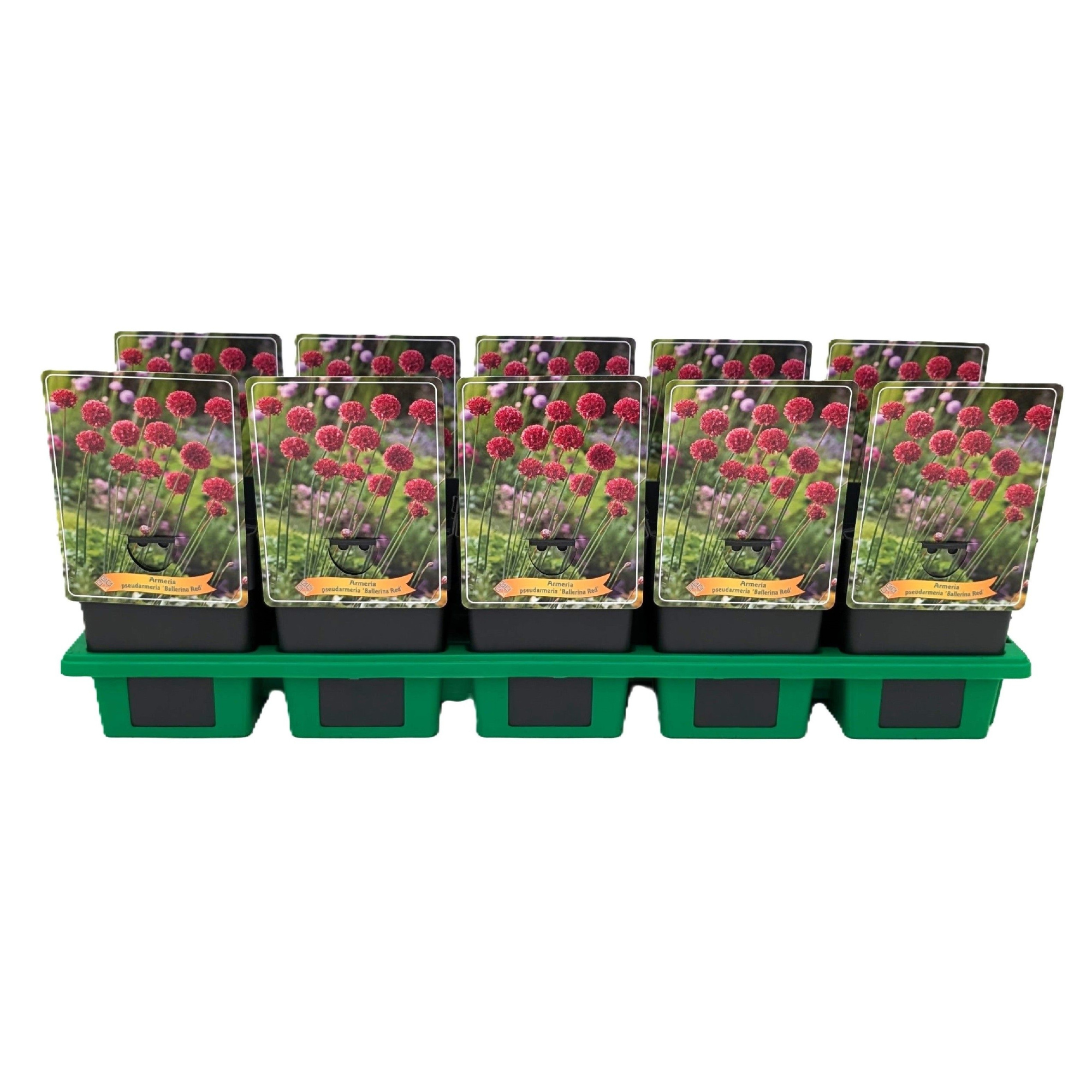 Armeria pseudarmeria 'Ballerina Red' P11, D 11