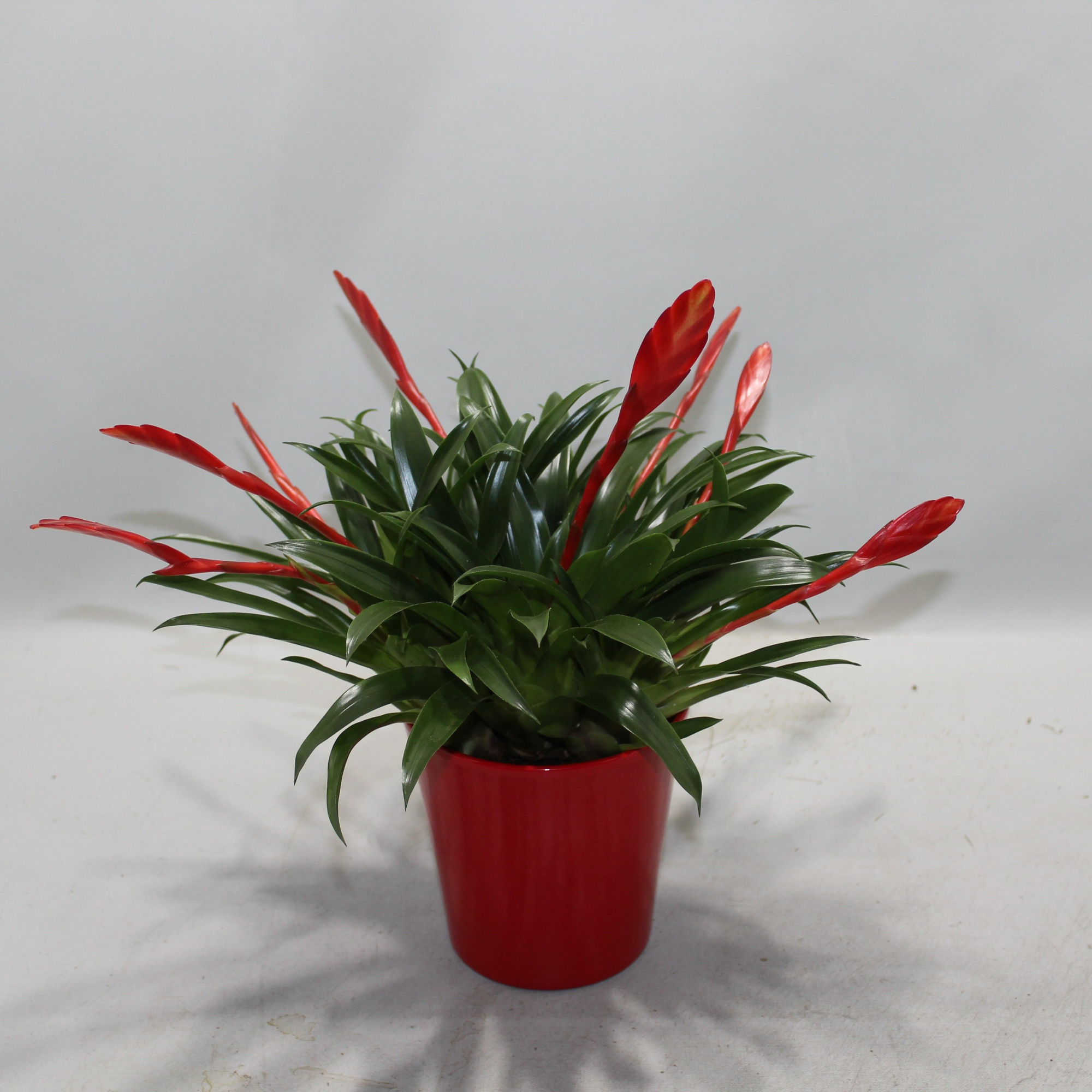 Vriesea Multiflower Conchita Rood Coco, D 13