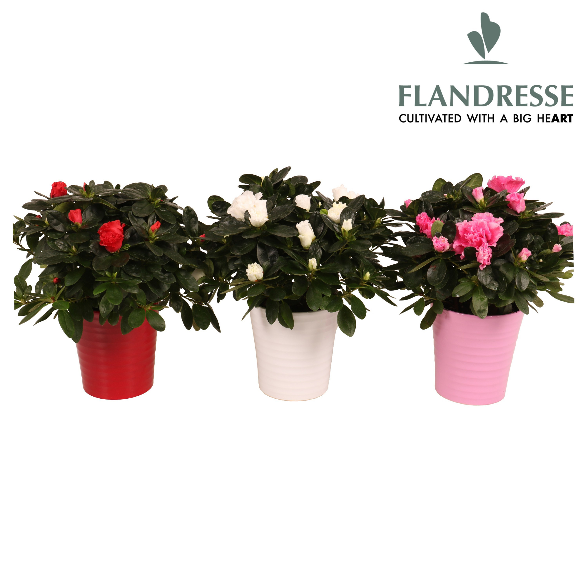 Azalea Flandresse® keramiek ton- sur-ton, D 12