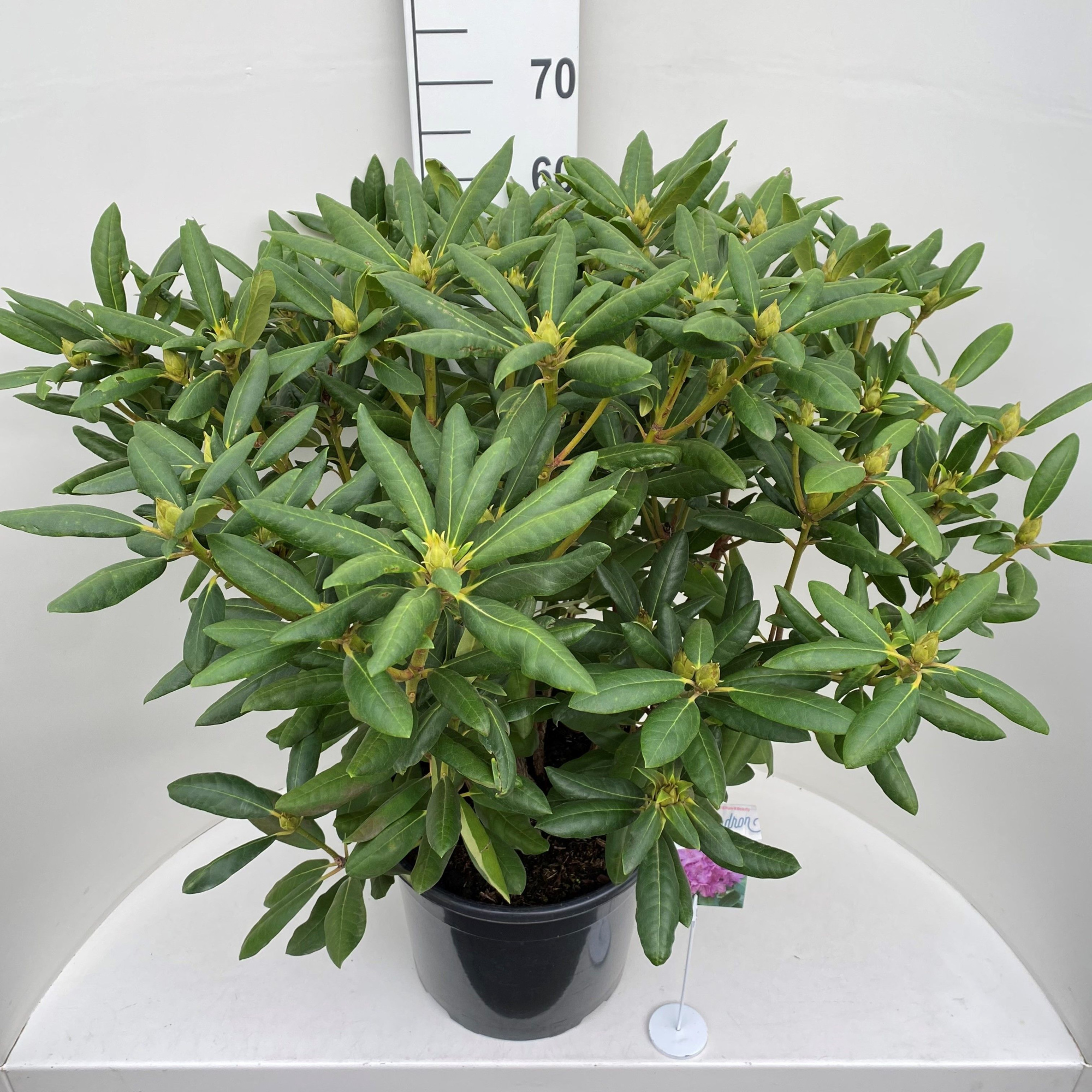 Rhododendron 'Roseum Elegans', D 36
