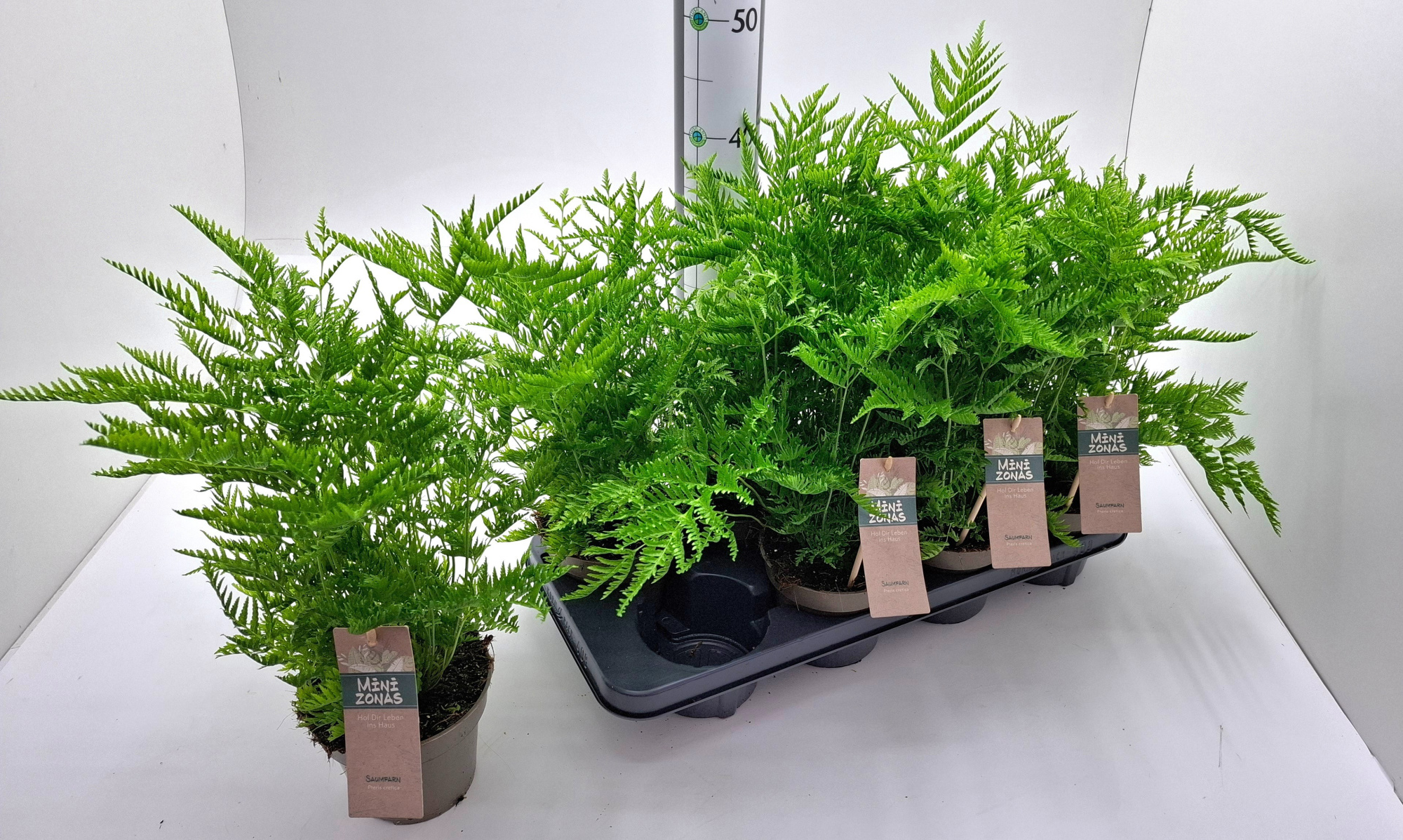 Pteris straminea, D 13