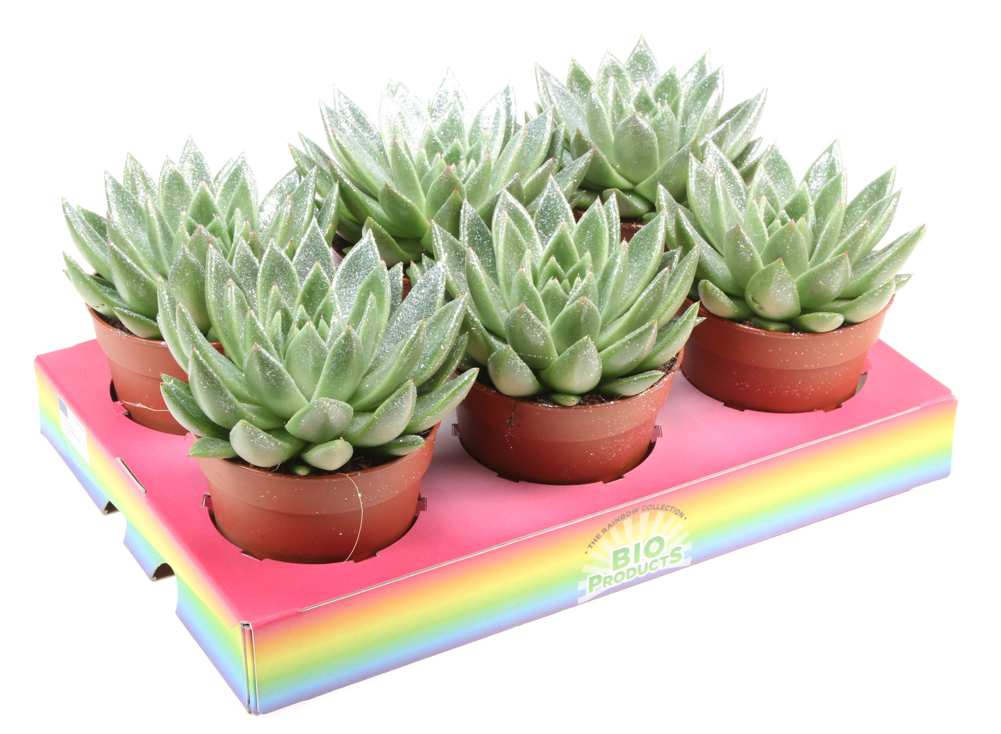 Bio miranda naturel glitter, D 12