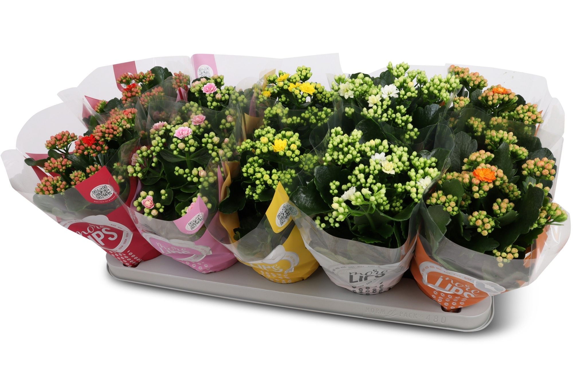 Kalanchoë Perfecta Mix 5KL MoreLIPS hoes, D 12