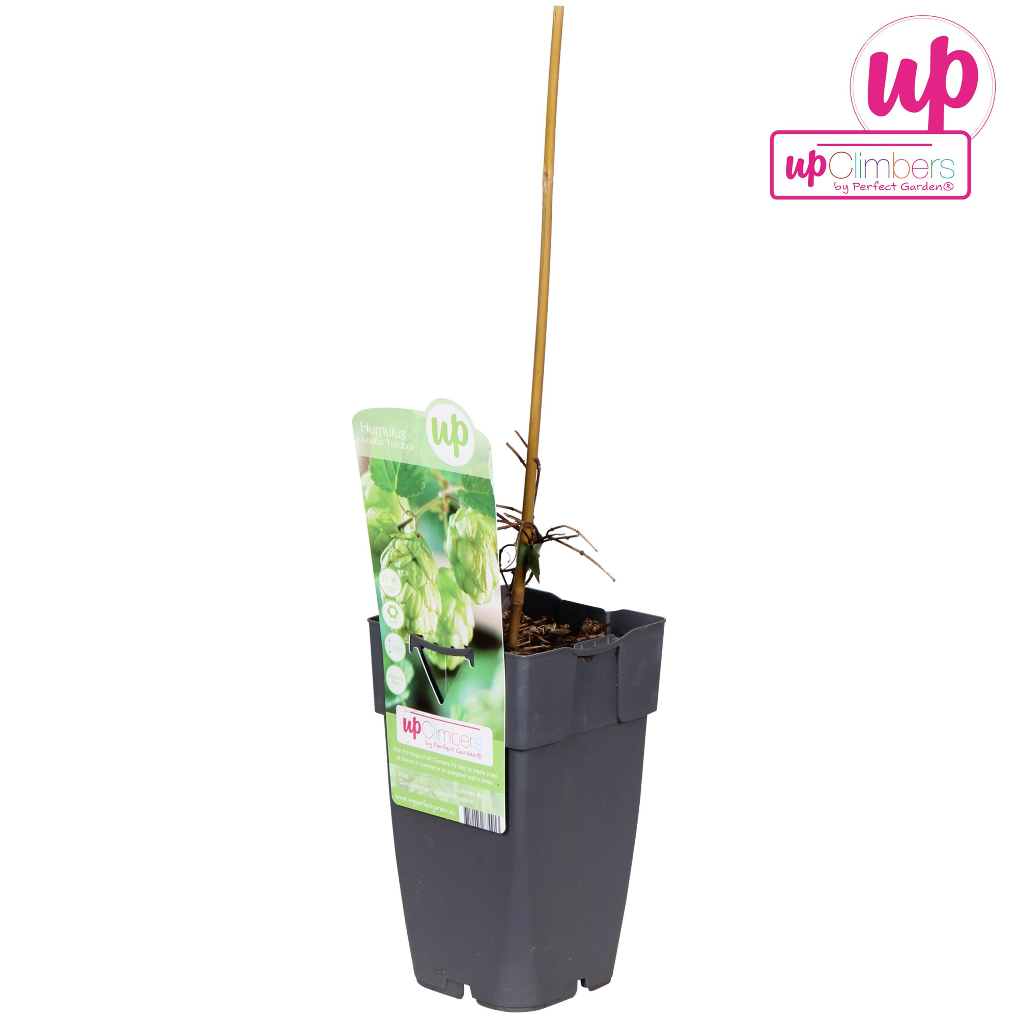 Humulus lupulus Nordbrau P15, D 15