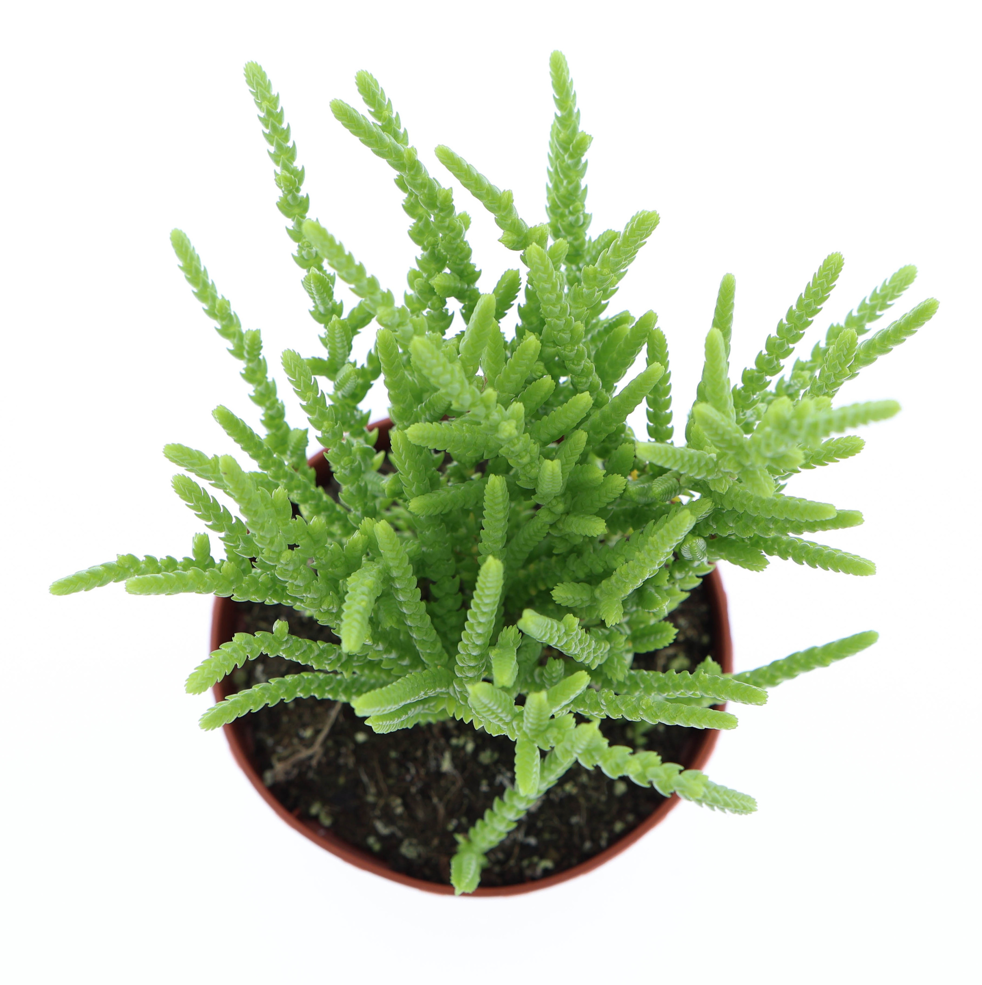 Crassula lucopoides, D 8,5