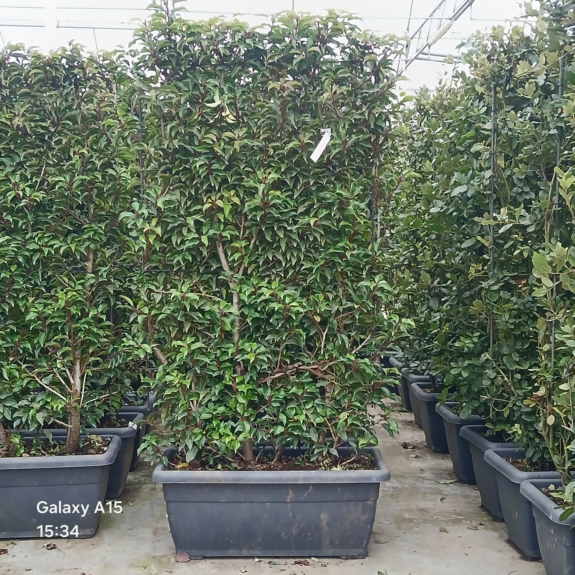 Prunus laurocerasus 'Angustifolia', D 35