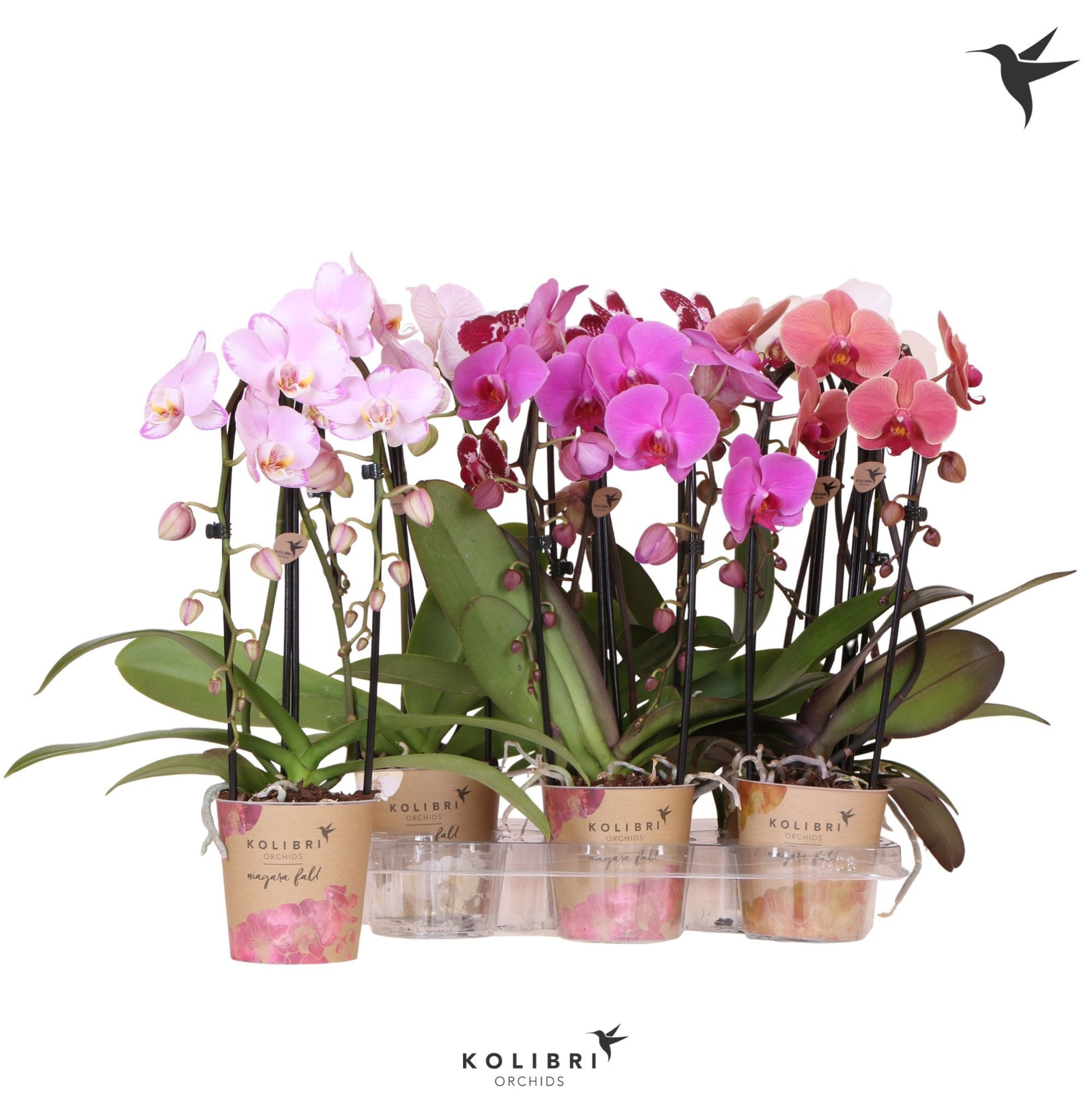 Kolibri Orchids Cascade Niagara Fall mix 2 spike 50cm, D 12
