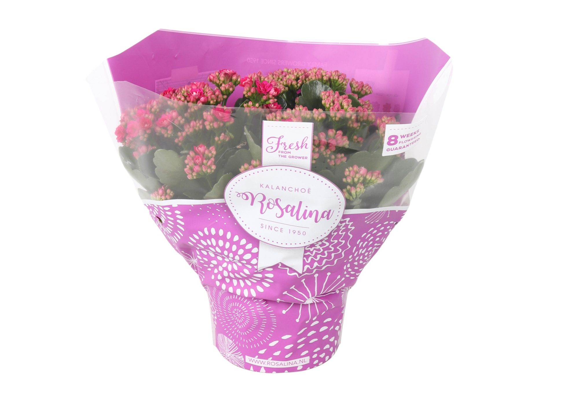 Kalanchoe Rosalina 15cm TST Don Victorio, Paarse hoes, D 15