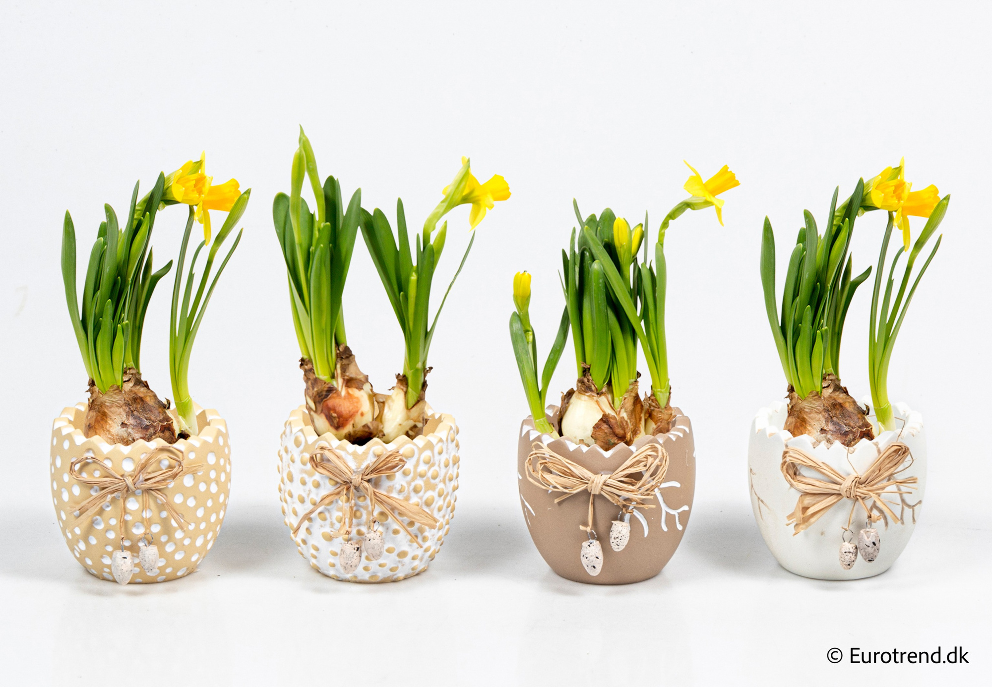 Narcissus in Easter ceramic 2026, D 6