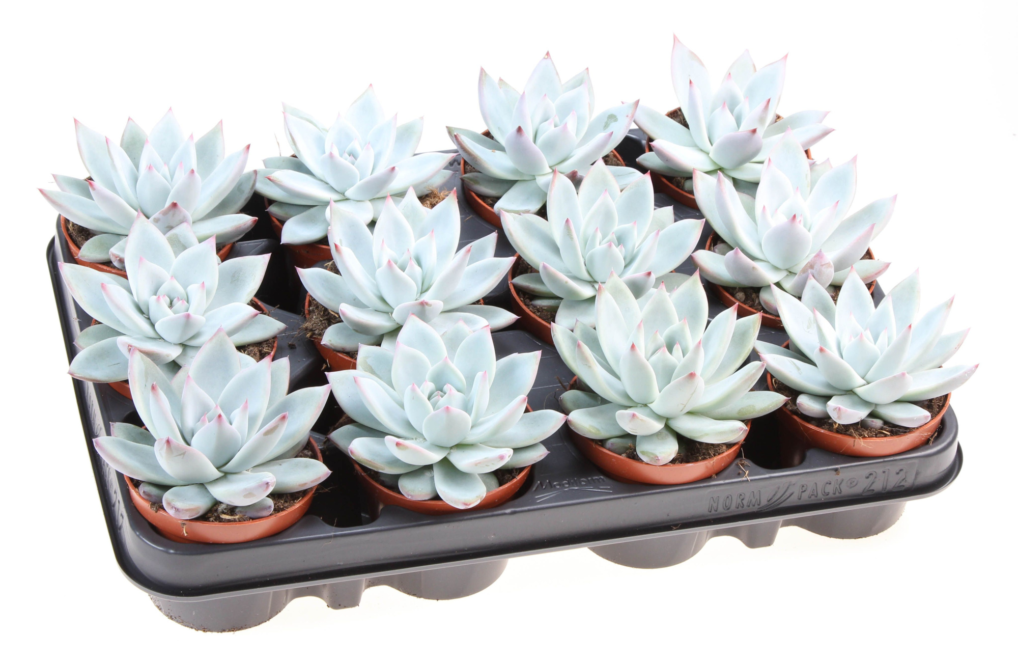 Echeveria colorata, D 8,5