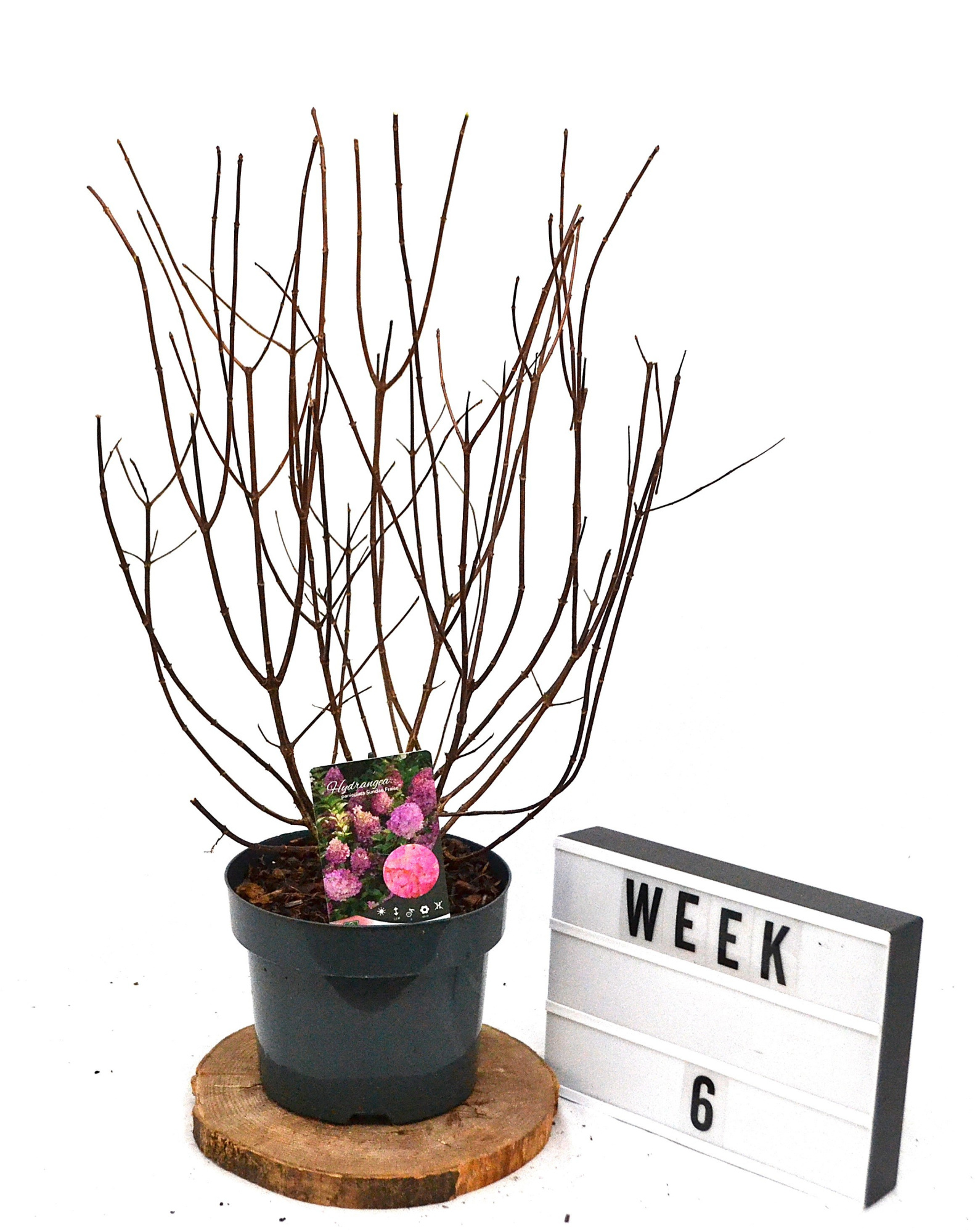 Hydrangea paniculata Sundae Fraise C5, D 23