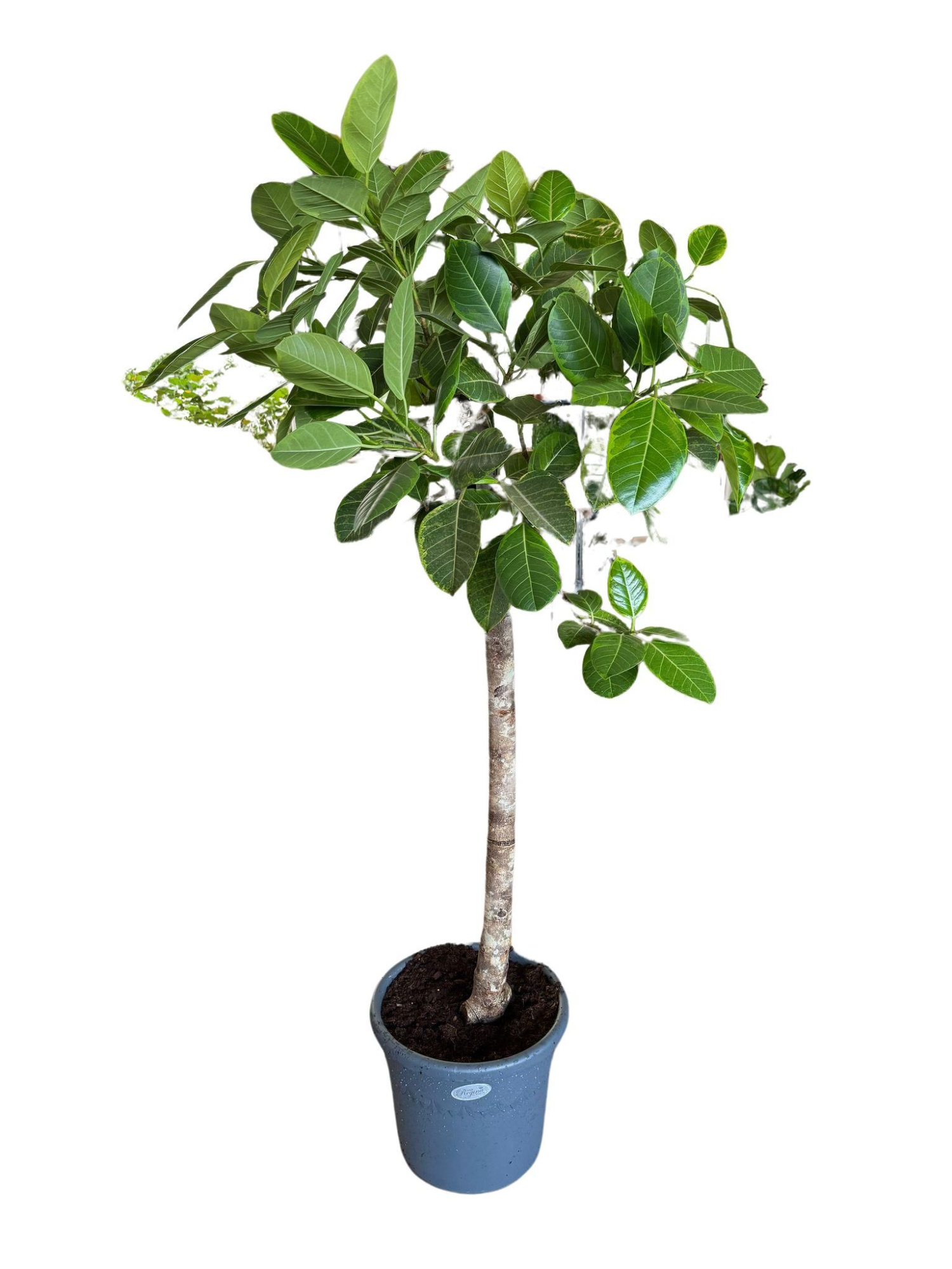 Ficus Benghalensis Altissima Rechte stam p48, D 48