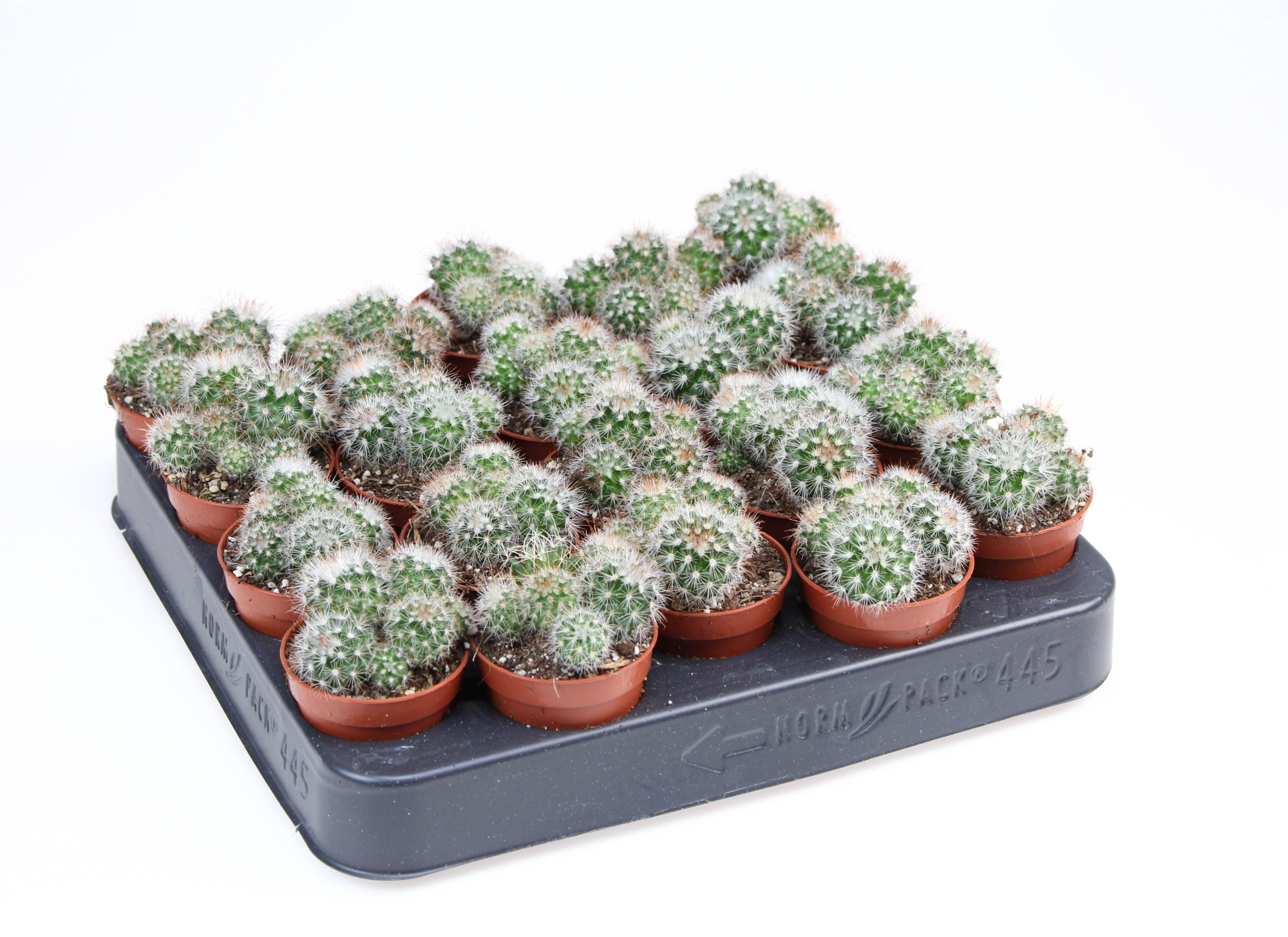 Mammillaria spinosissima, D 5,5
