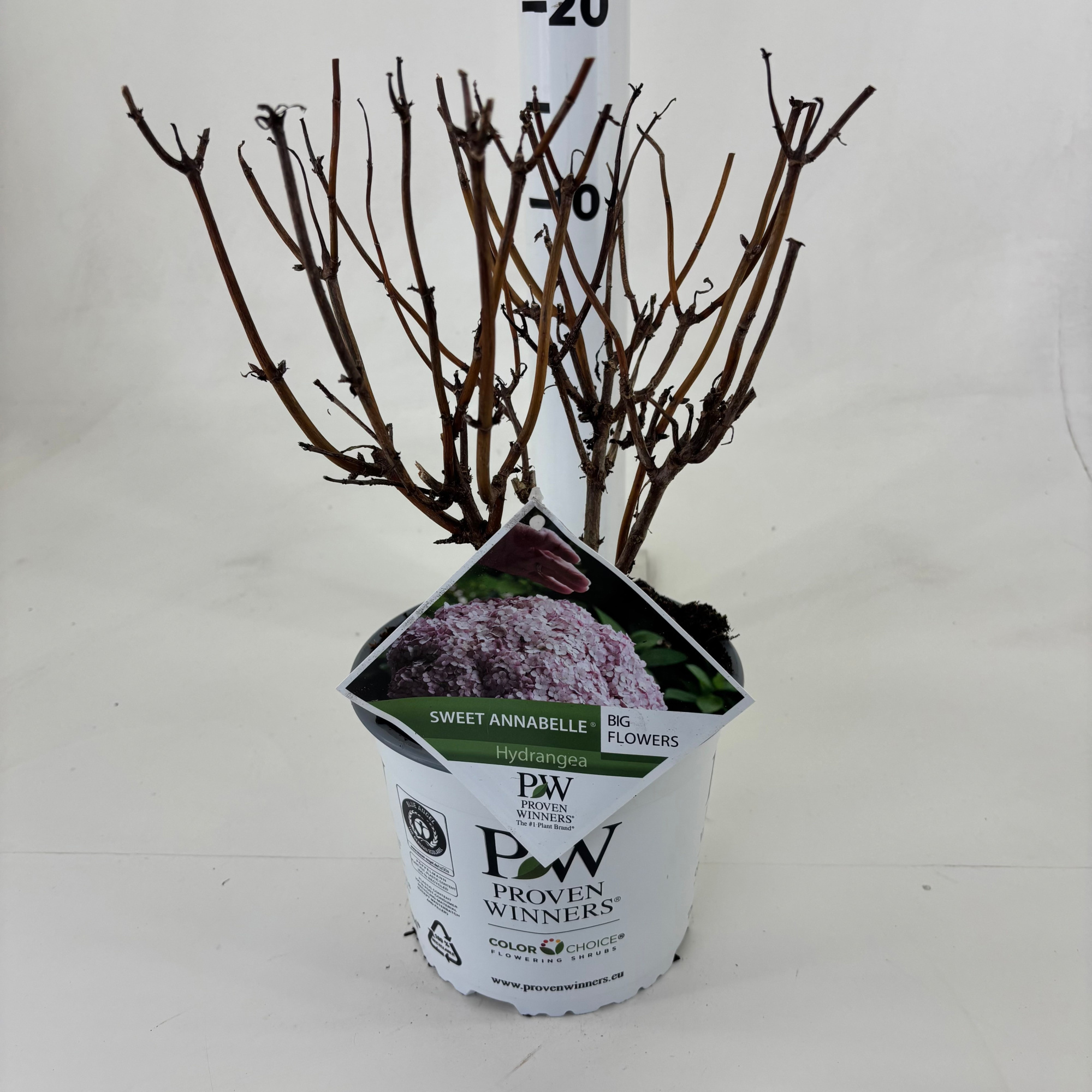 Hydrangea arborescens 'Sweet Annabelle', D 19